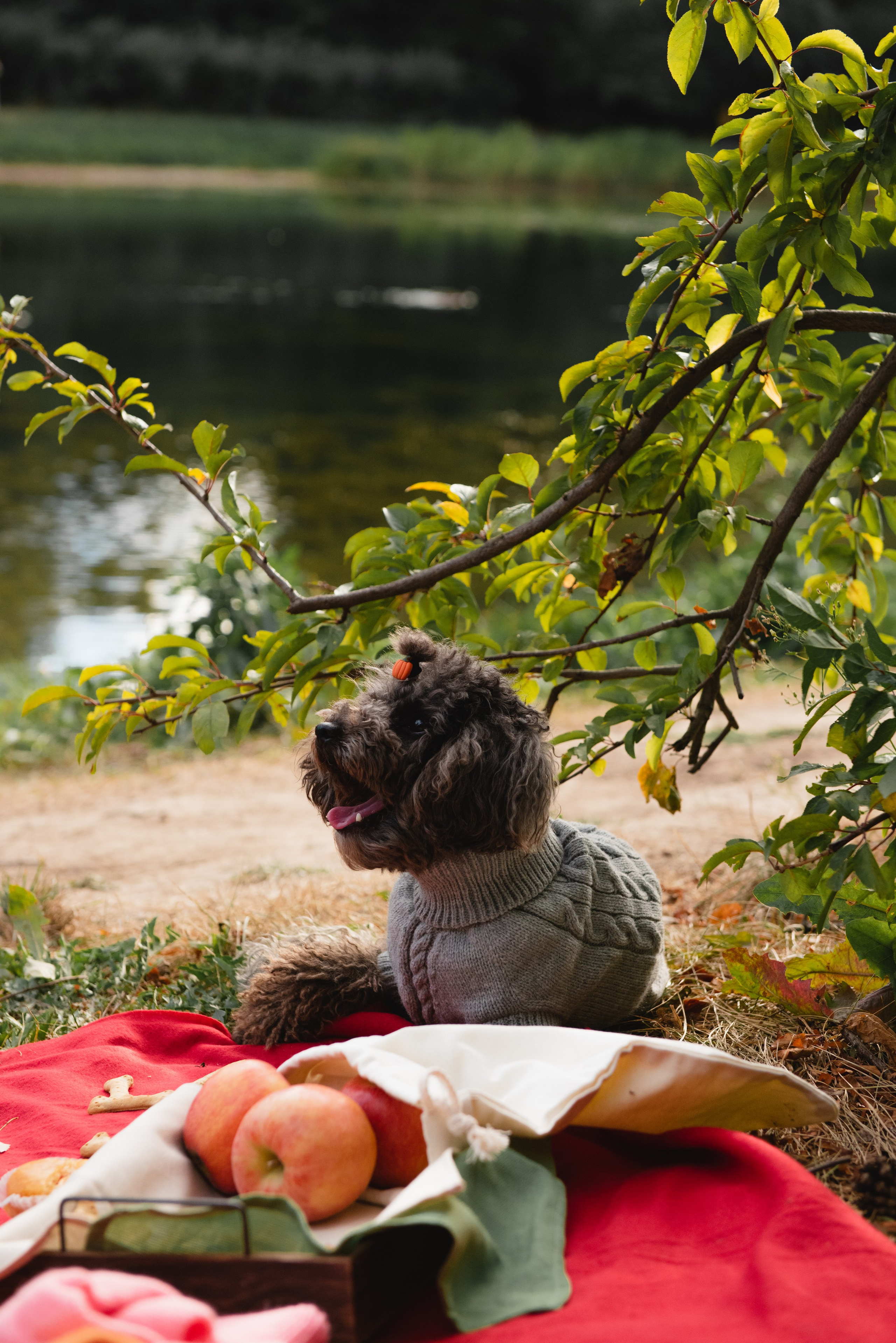 Pets. Фотограф в Москве Daria Lens