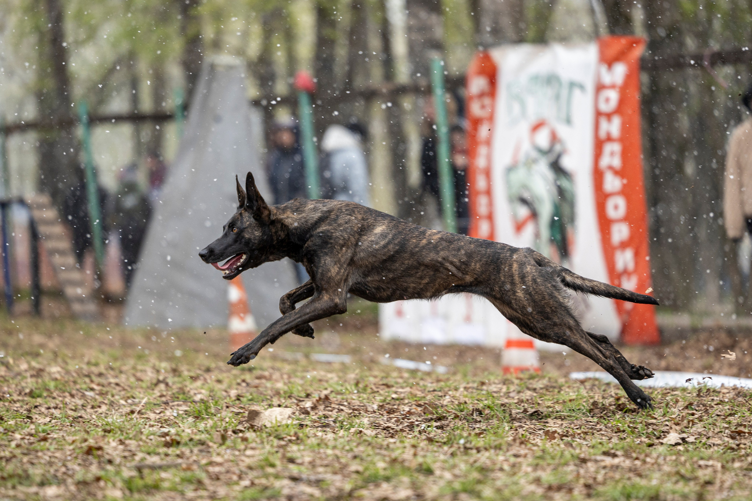 Квалификационные состязания по мондьорингу г. Вологда 11.05.24. Фотограф-анималист Анна Маринич