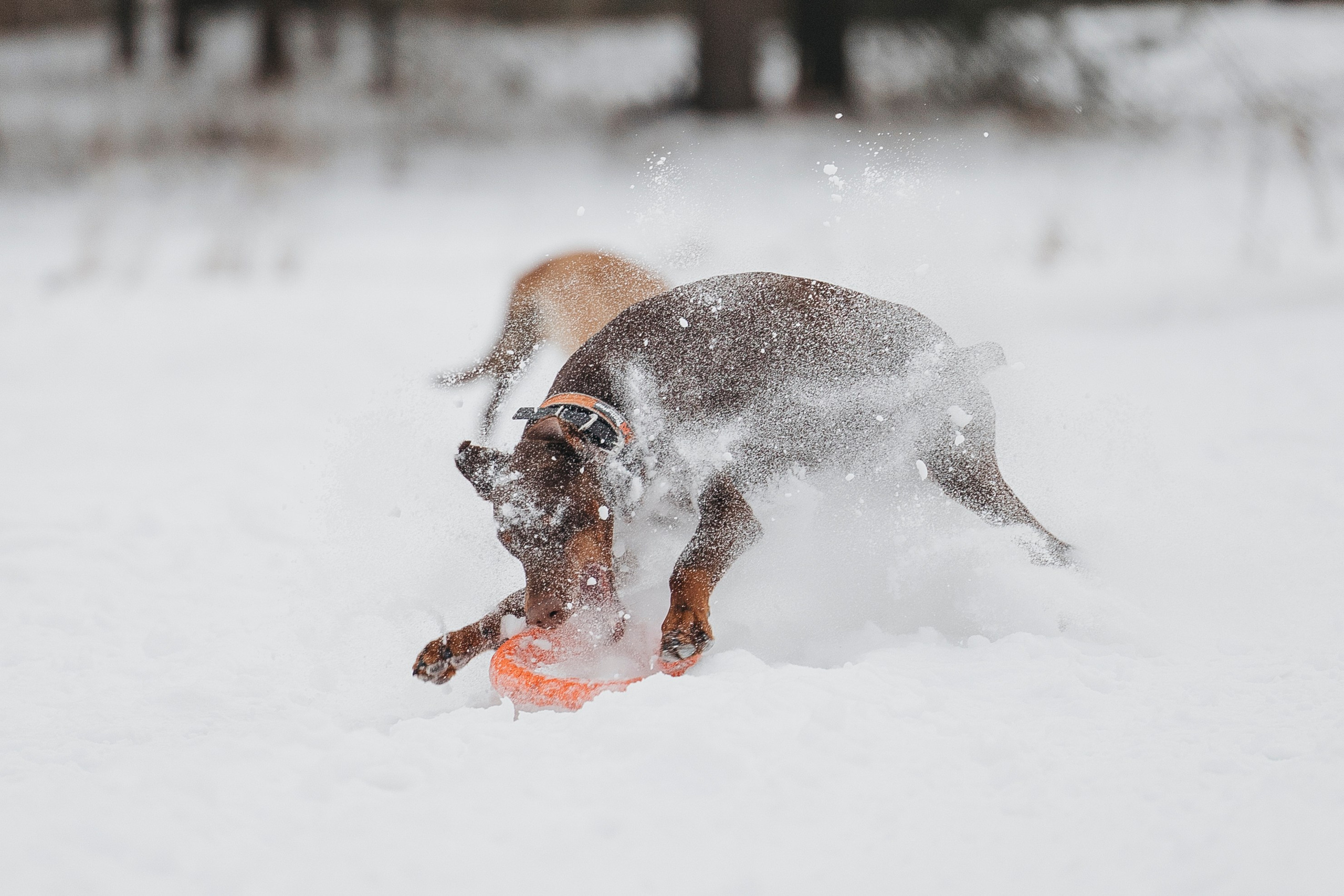 Даша, Омен, Айс и Рицу. Фотограф-анималист Анна Маринич