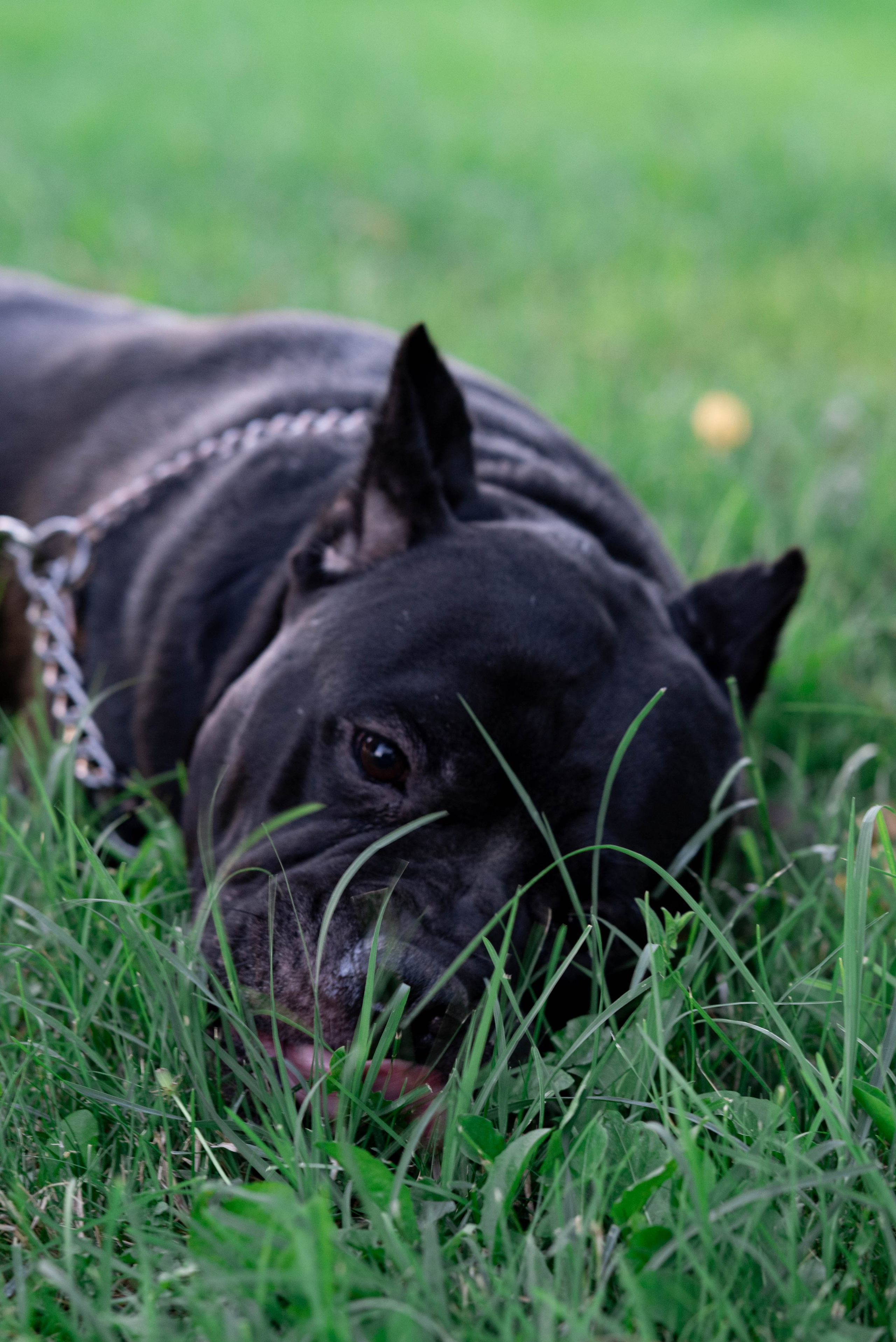 Фотосессии с собаками. Фотограф Краснодар Наталья Сувит