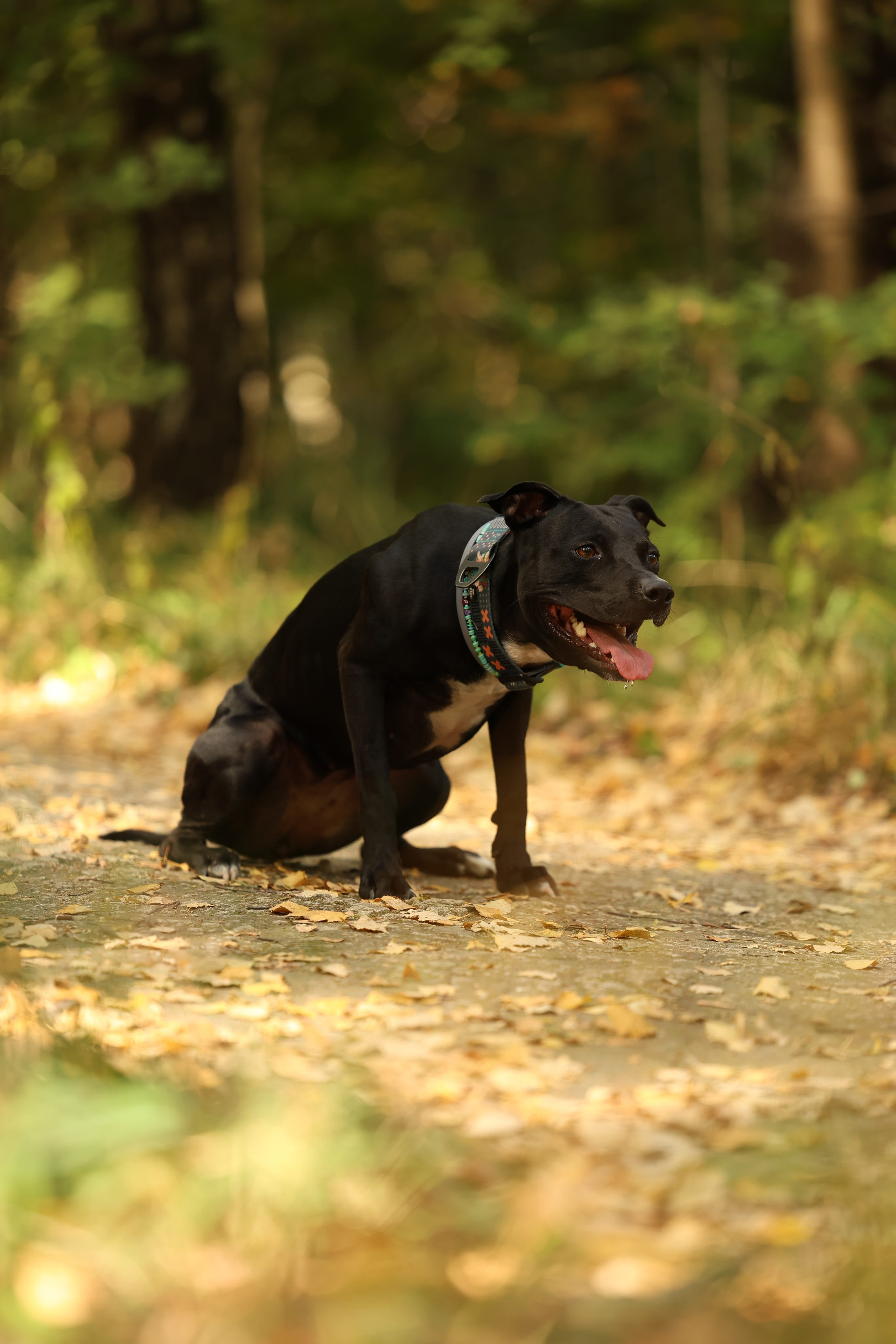 Алена и Бора. Виктория Михайловская. Фотограф-анималист. Москва