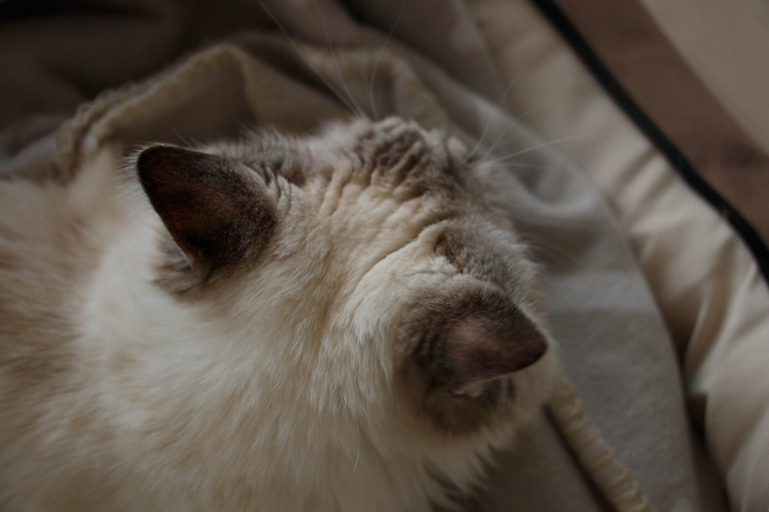 Kristina & Miya. Бережно сохраняю ваши чувства и истории на своих фотографиях