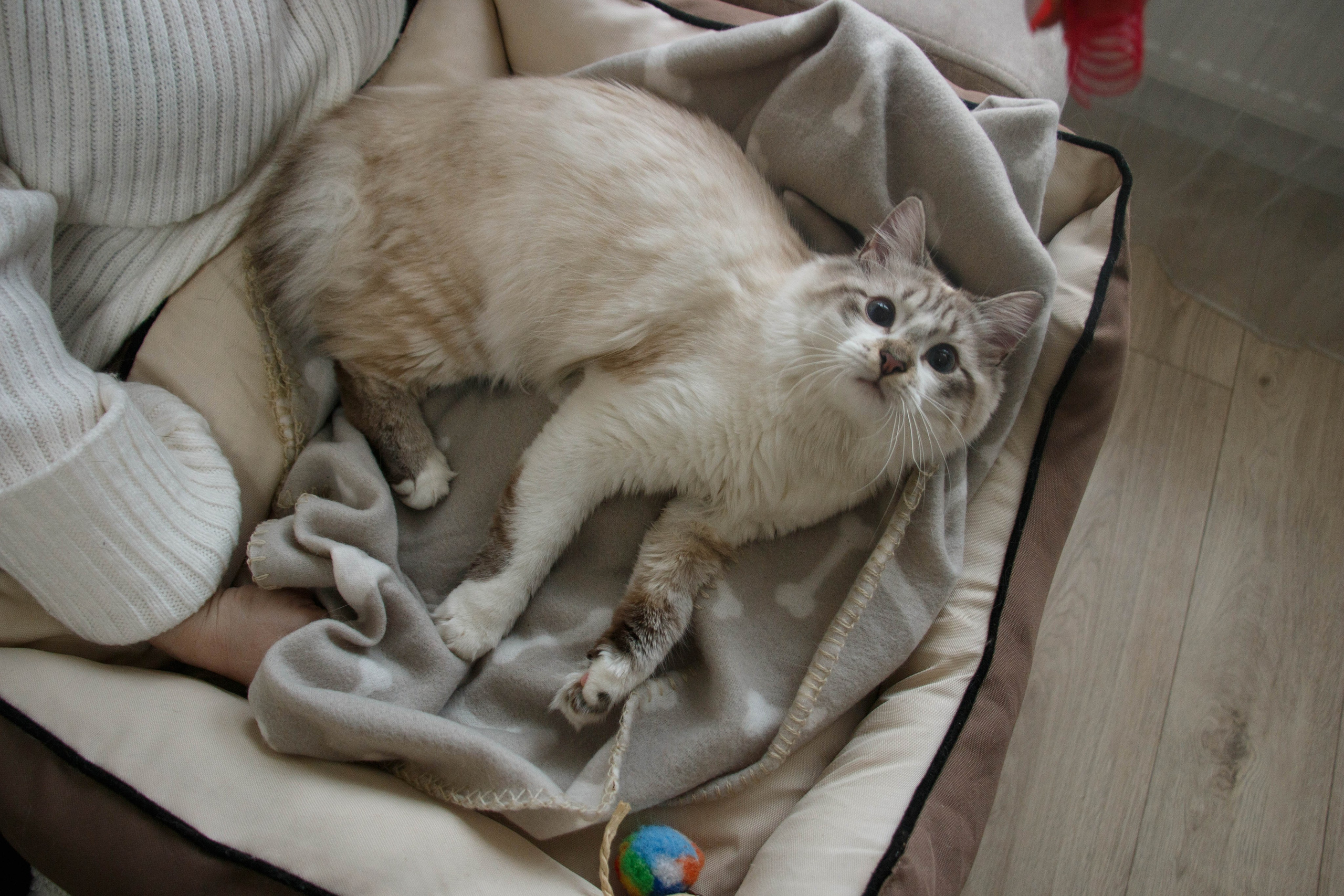 Kristina & Miya. Бережно сохраняю ваши чувства и истории на своих фотографиях