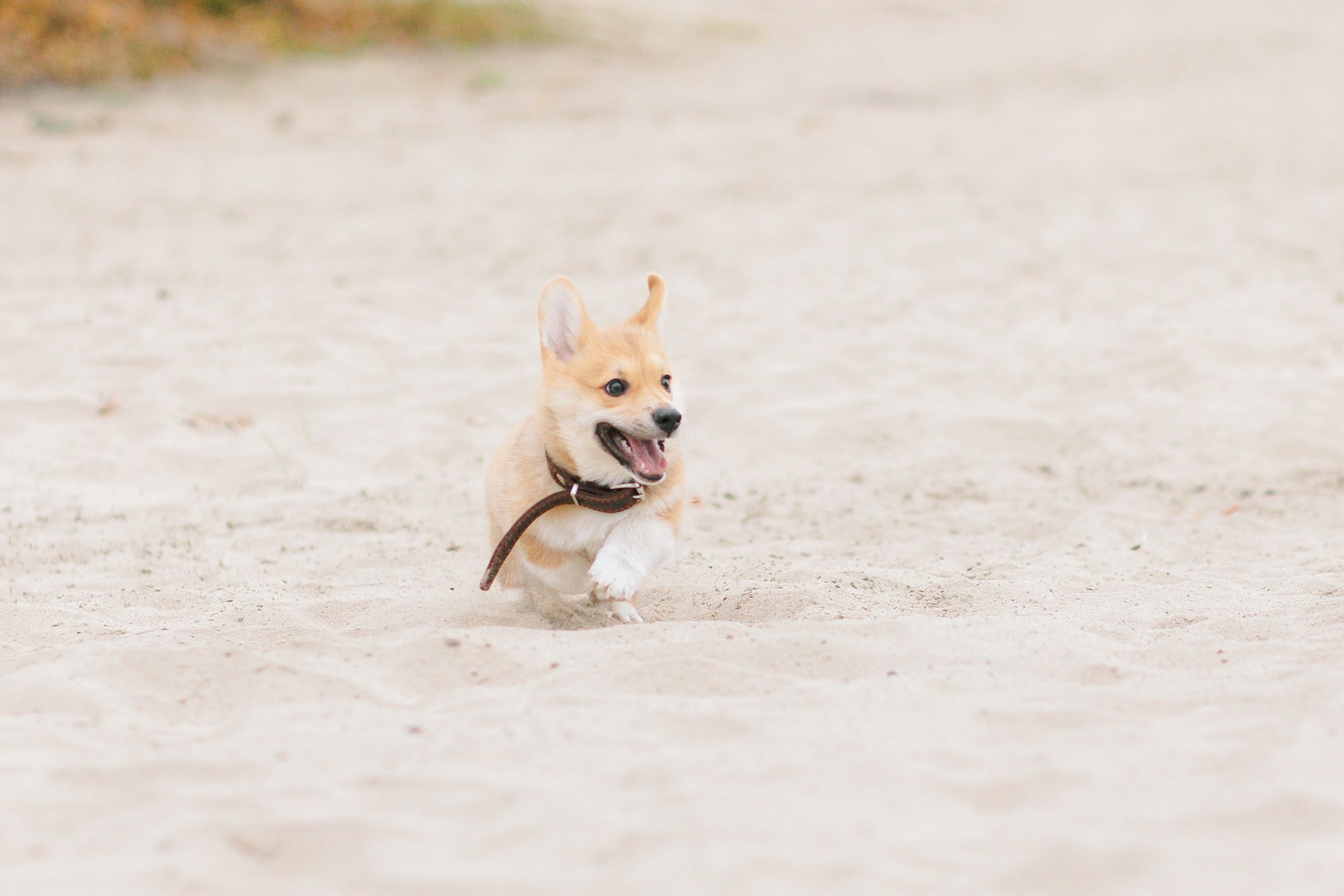 Стич. Семейный, репортажный, свадебный фотограф в Краснодаре Артур Александрин