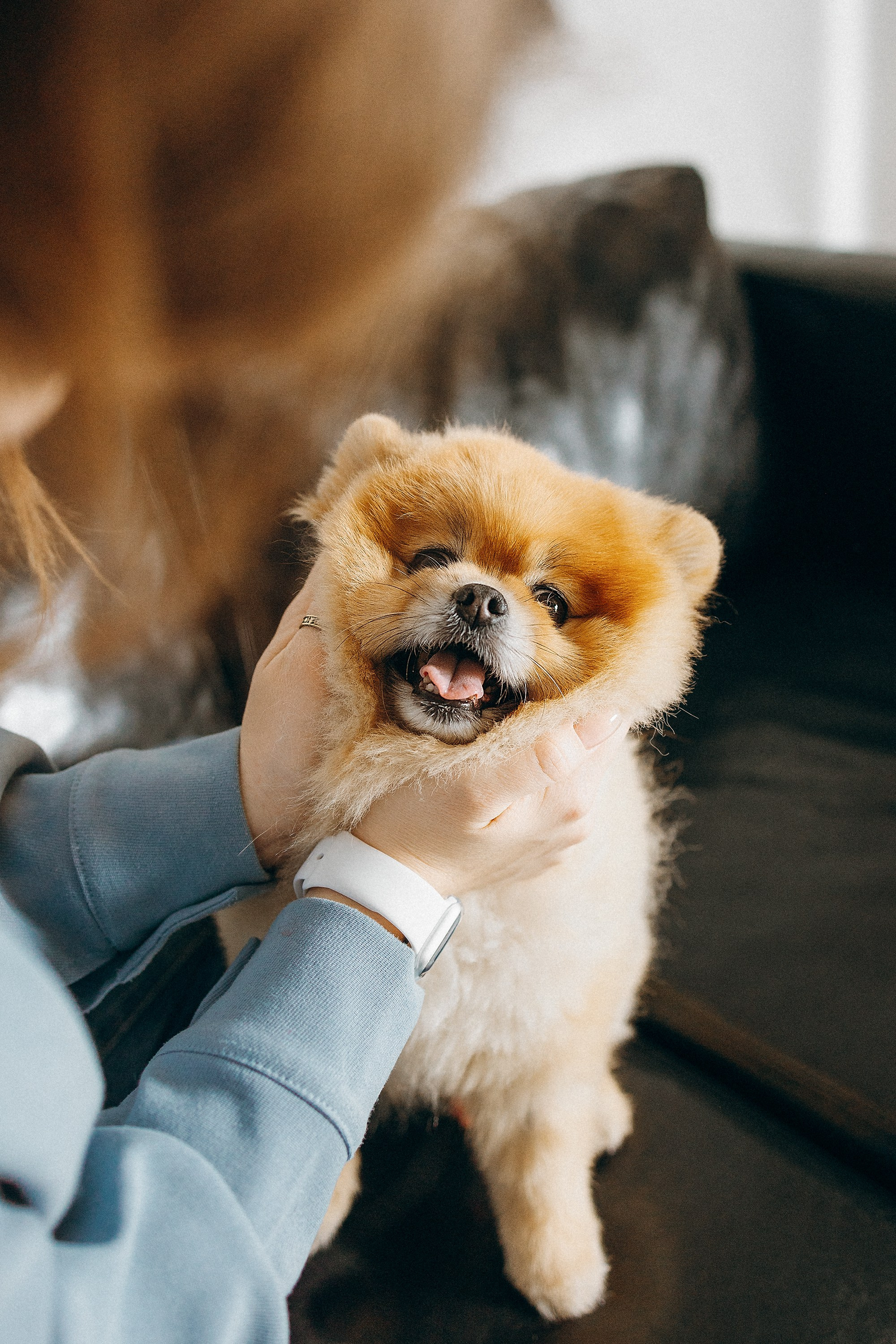 Индивидуальная фотосессия Лизы. Фотограф. Фотограф-анималист. Москва