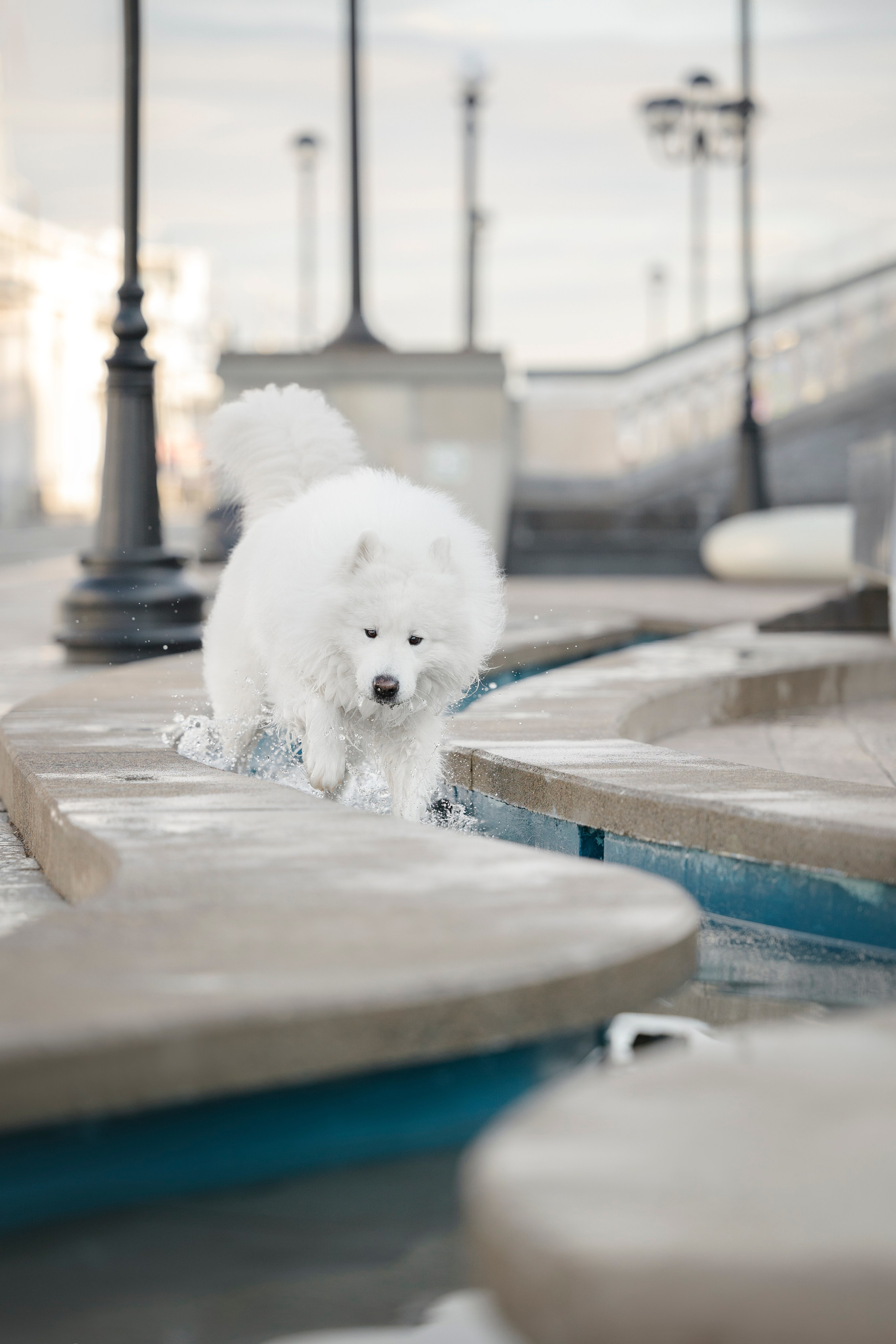 Ната, Панти, Речной Вокзал. Фотограф анималист в Москве Майорова Евгения