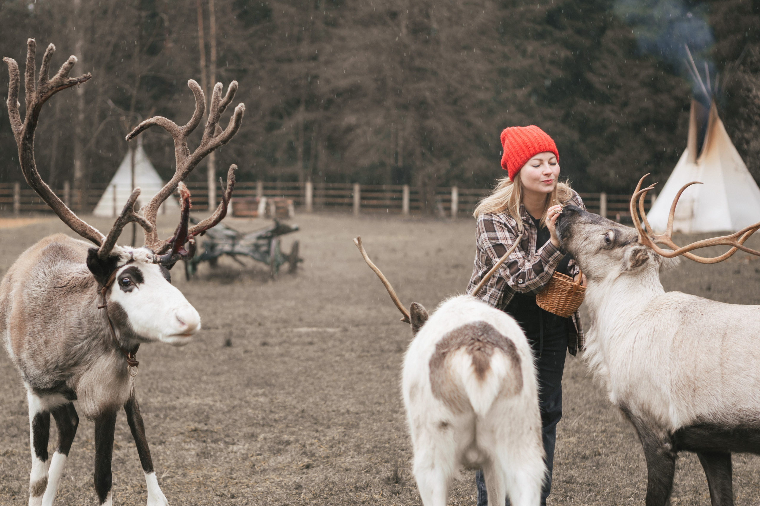 Экспресс с оленями. Свадебный и семейный фотограф Анастасия Багрец