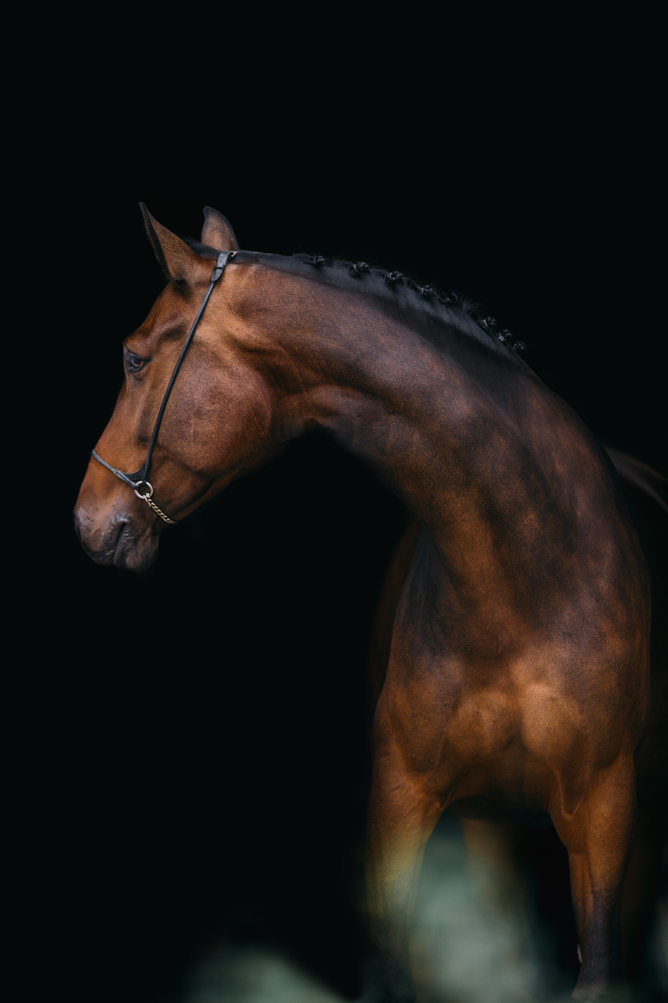 На черном фоне. Фотограф-анималист Ксендзова Кристина