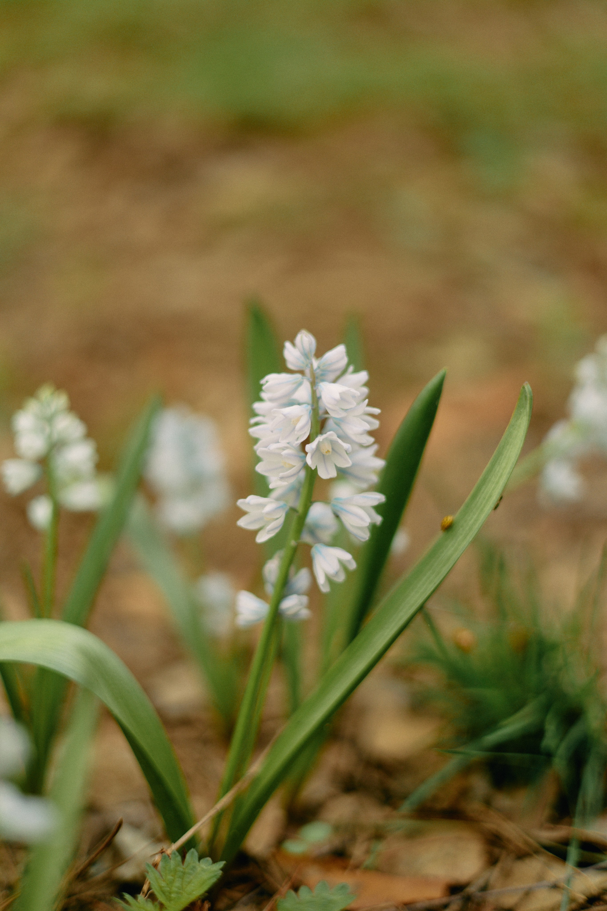 Бутик-отель Поле летом. Профессиональный Фотограф во Владимире, в Москве и в Суздале — Полина Романычева