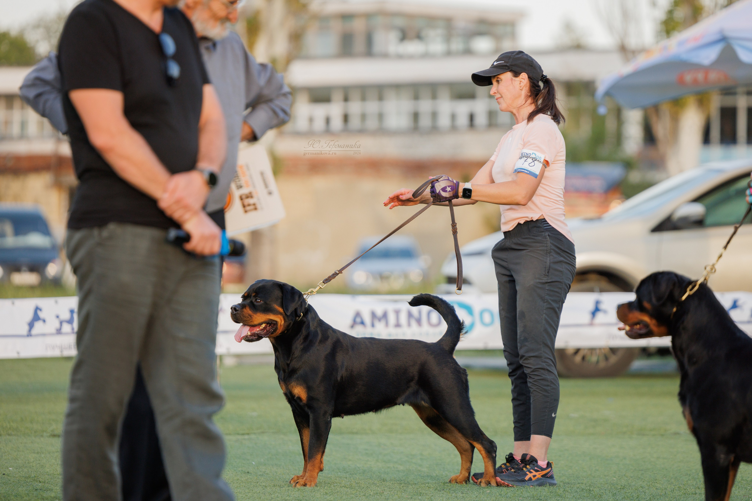 Анапа ротвейлеры 14-15.09.2024. Фотограф-анималист Юлия Германика