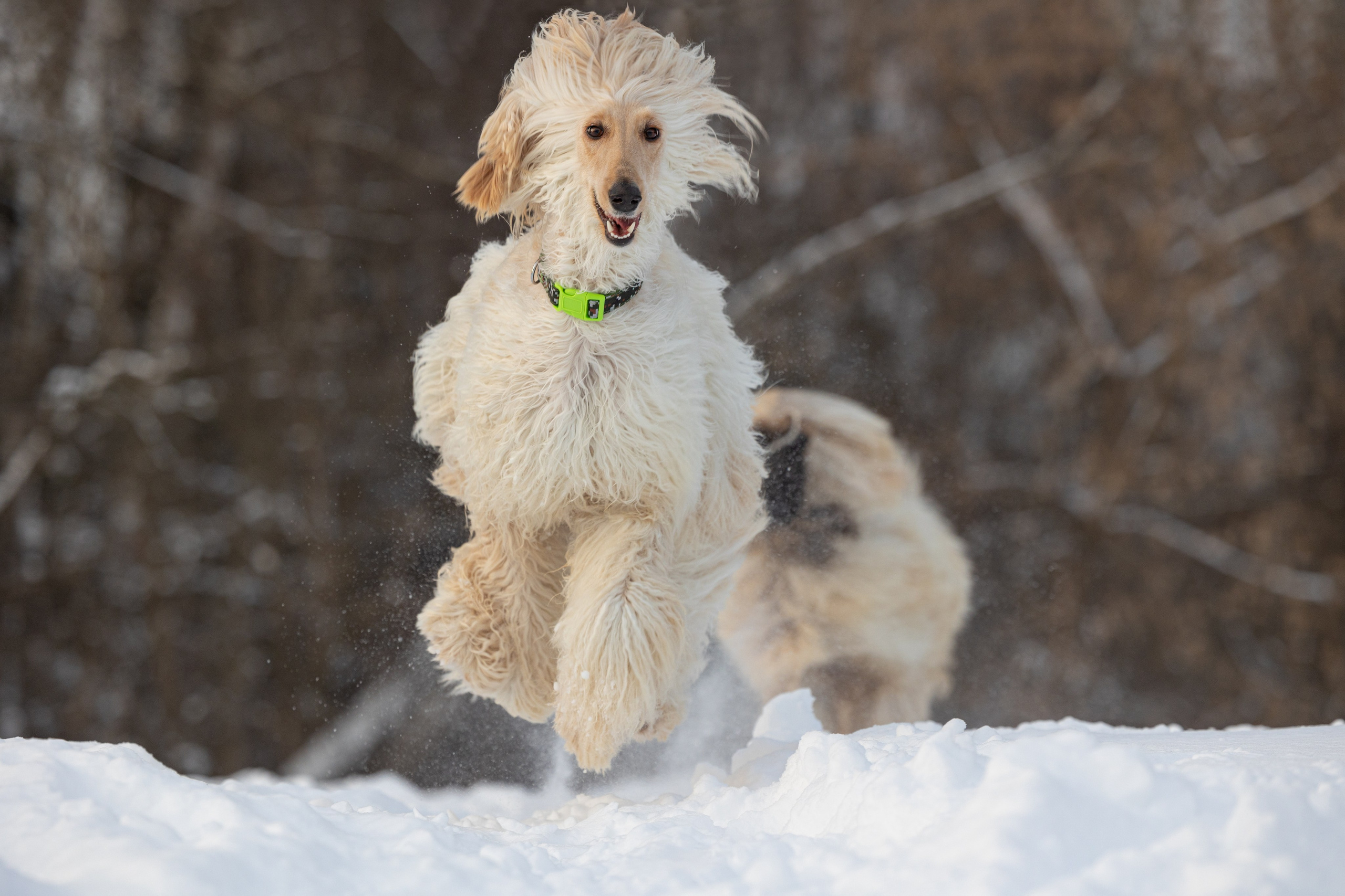 Игры афганов в снегу. Фотограф-анималист Natalia Deingel | Фотосъемка собак в Москве