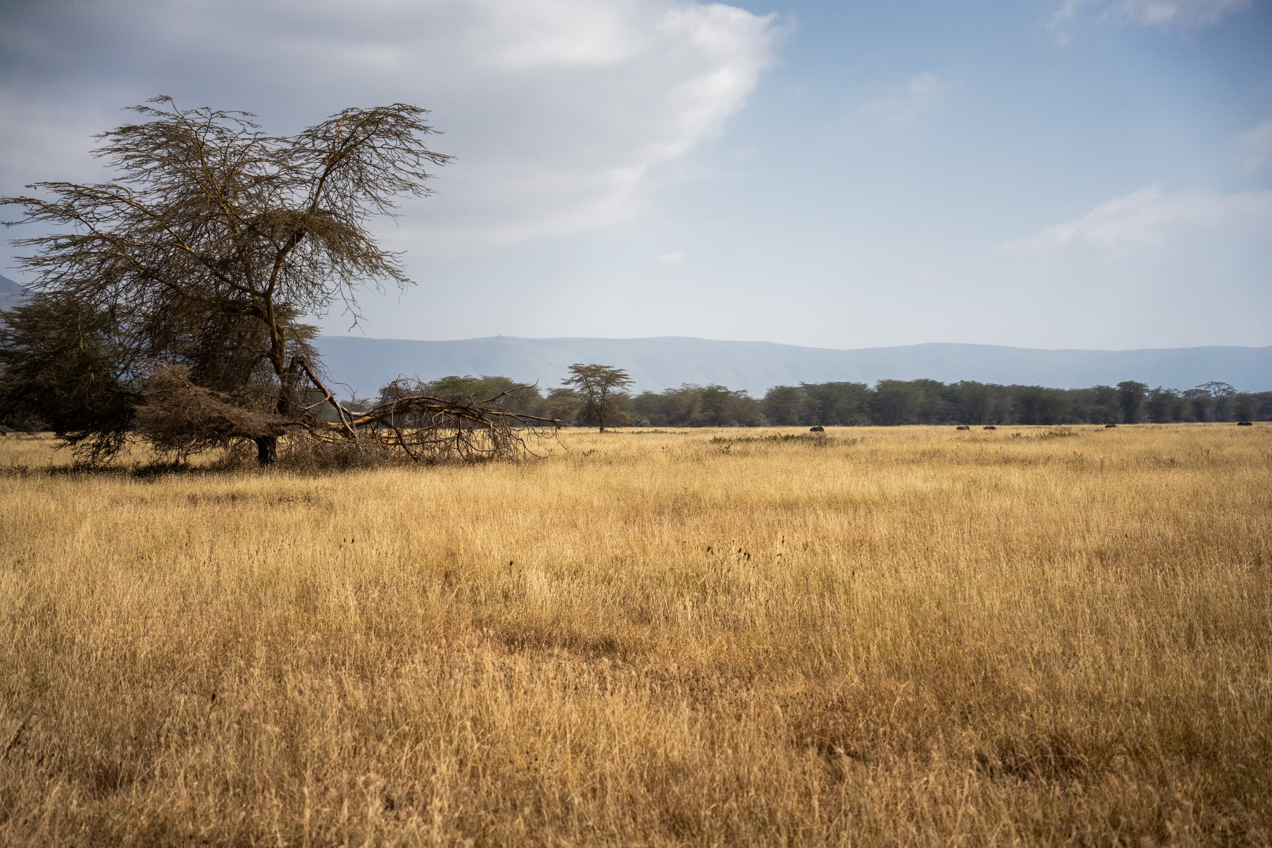 Танзания, сафари, 2025. Творческие сьемки