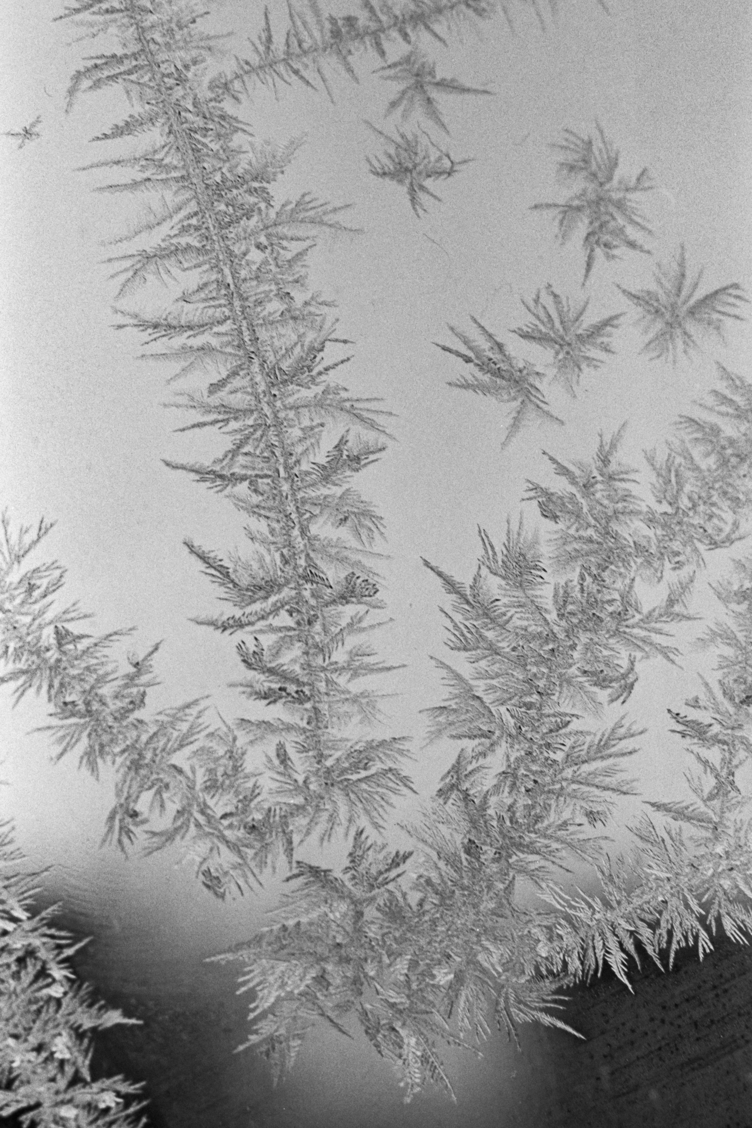 Пленочная история. Дмитрий Пропадалин, Нейрофотография