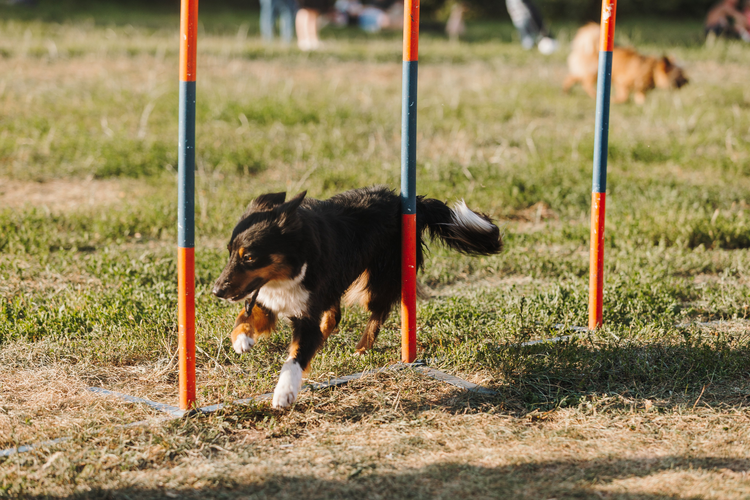 Petshop Sup day. Фотограф анималист Кристина Карпова, Москва