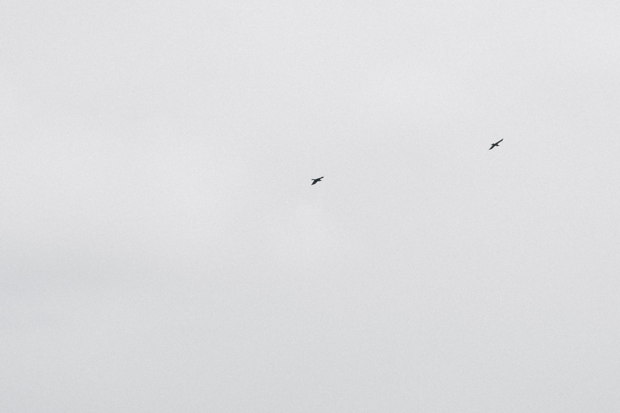 Адыгея. Лаго-Наки 27.01.24. Фотограф katya_vkadre Таганрог