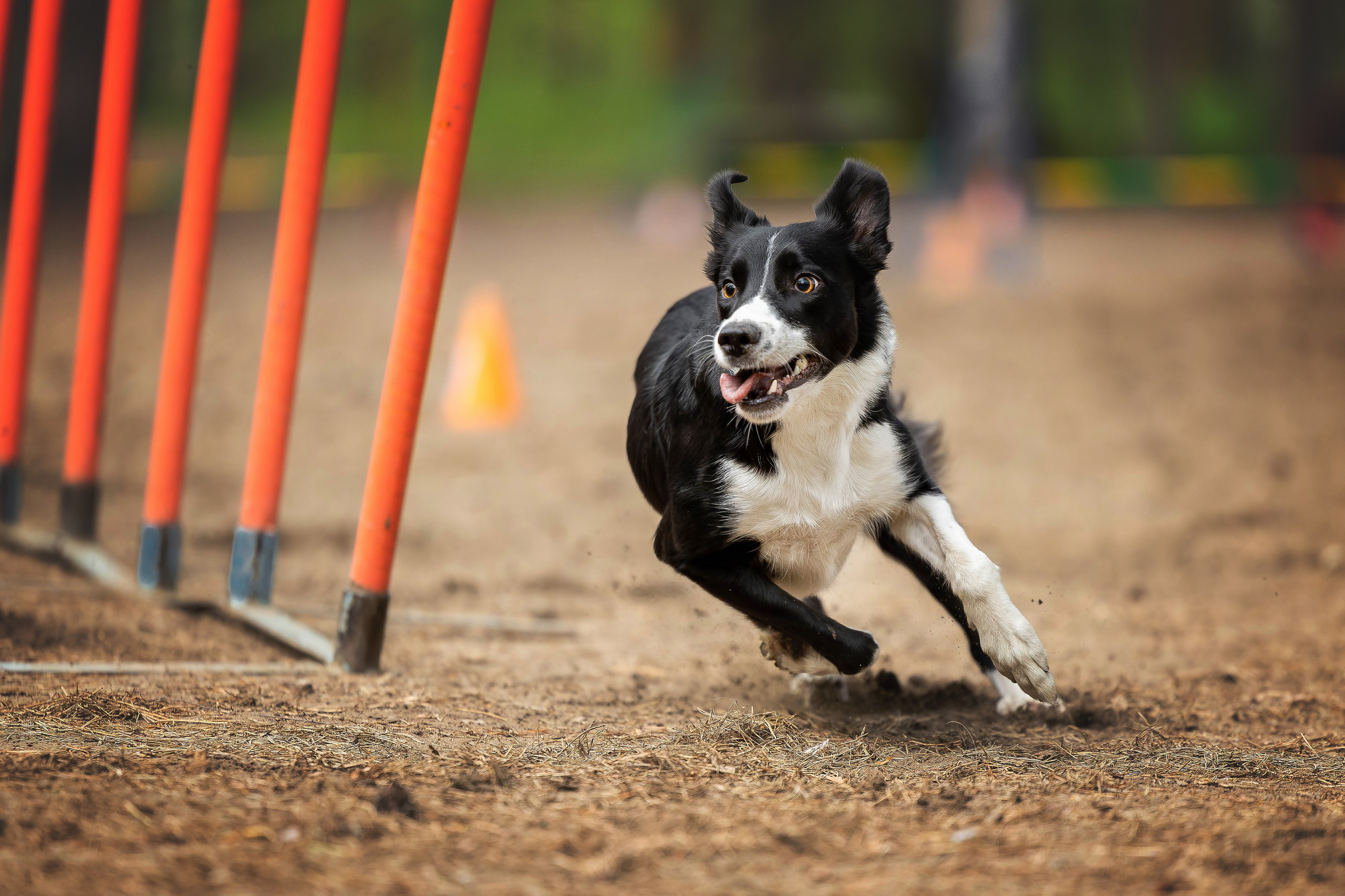 Тренировка аджилити. Фотограф Анималист в Перми Анастасия Остерман