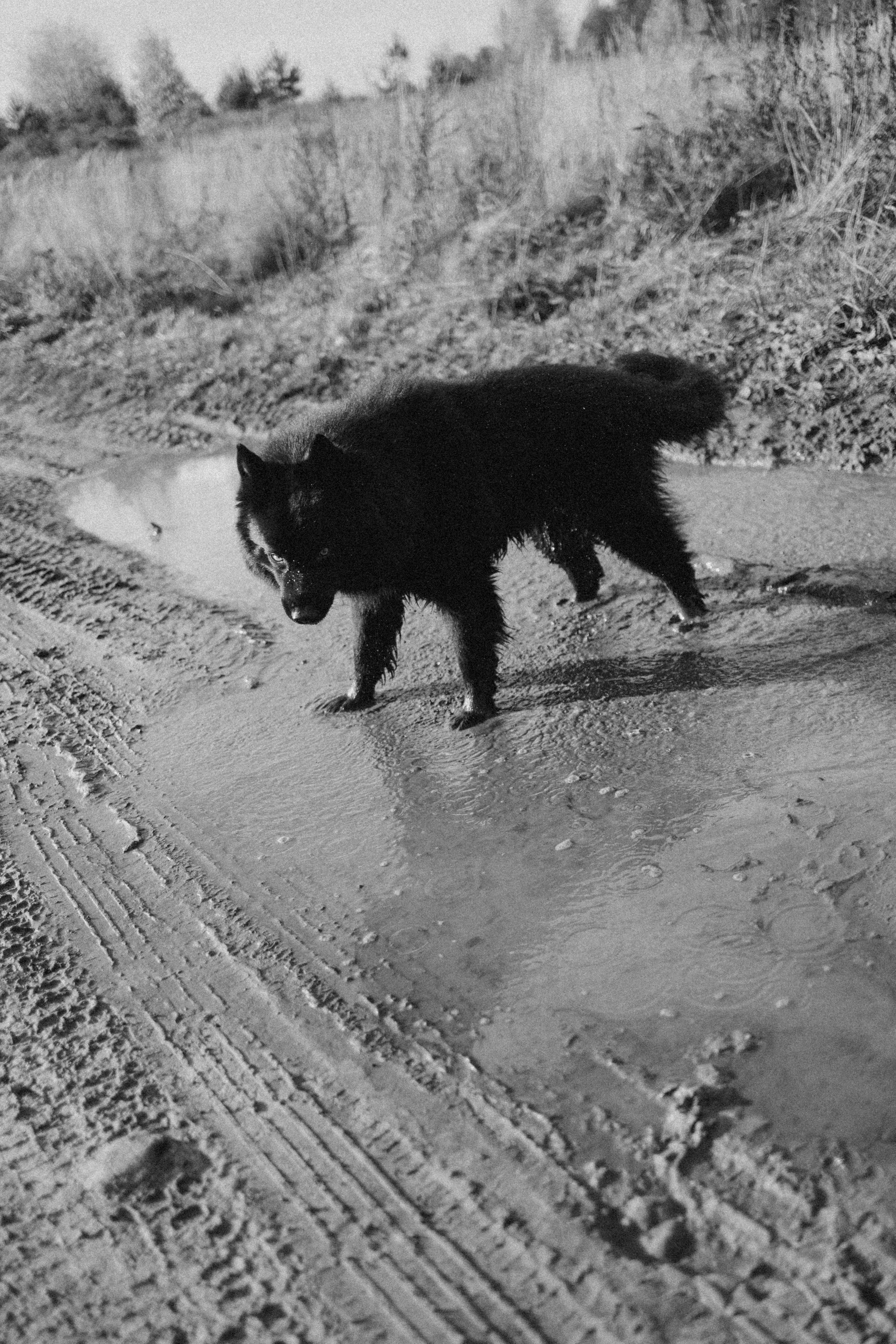 Лора и Джанго. Фотограф — Анималист | Санкт-Петербург