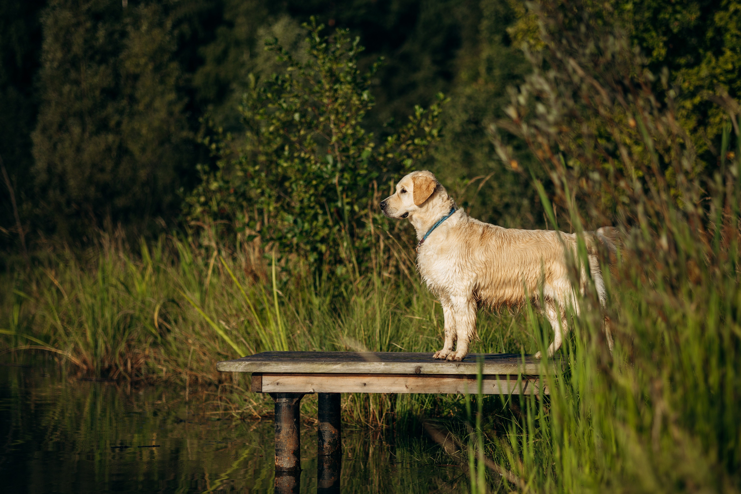 Ирина и ее золотинки. Фотограф — Анималист | Санкт-Петербург