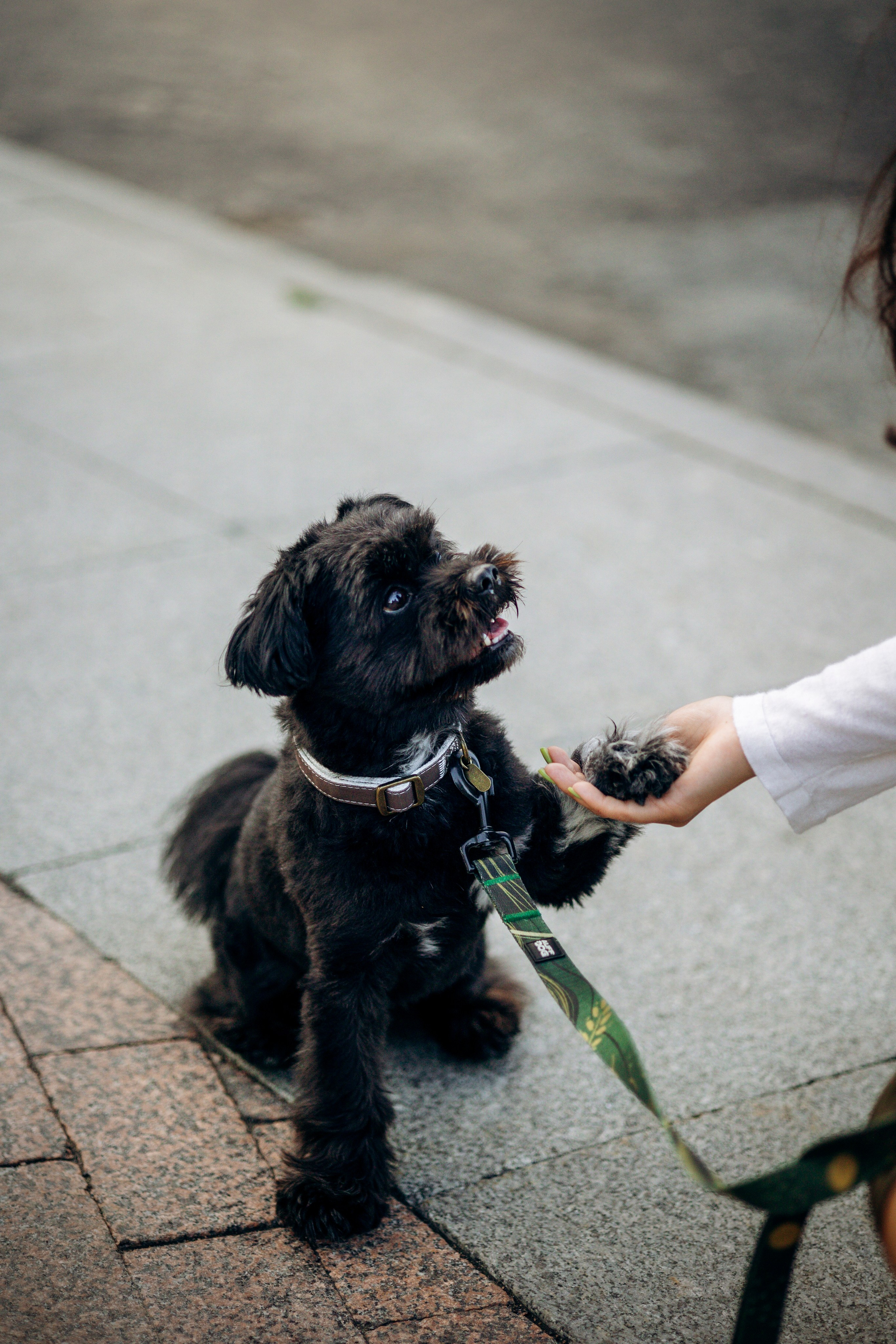 Даша и Борис. Фотограф — Анималист | Санкт-Петербург
