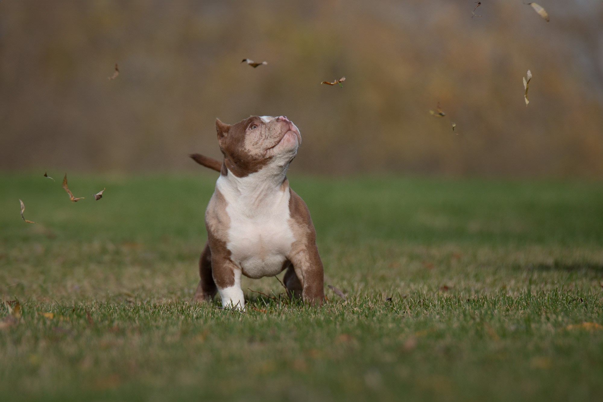 Американский Булли. Фотограф анималист, семейный фотограф, фотограф собак Комратова Мария. г. Москва