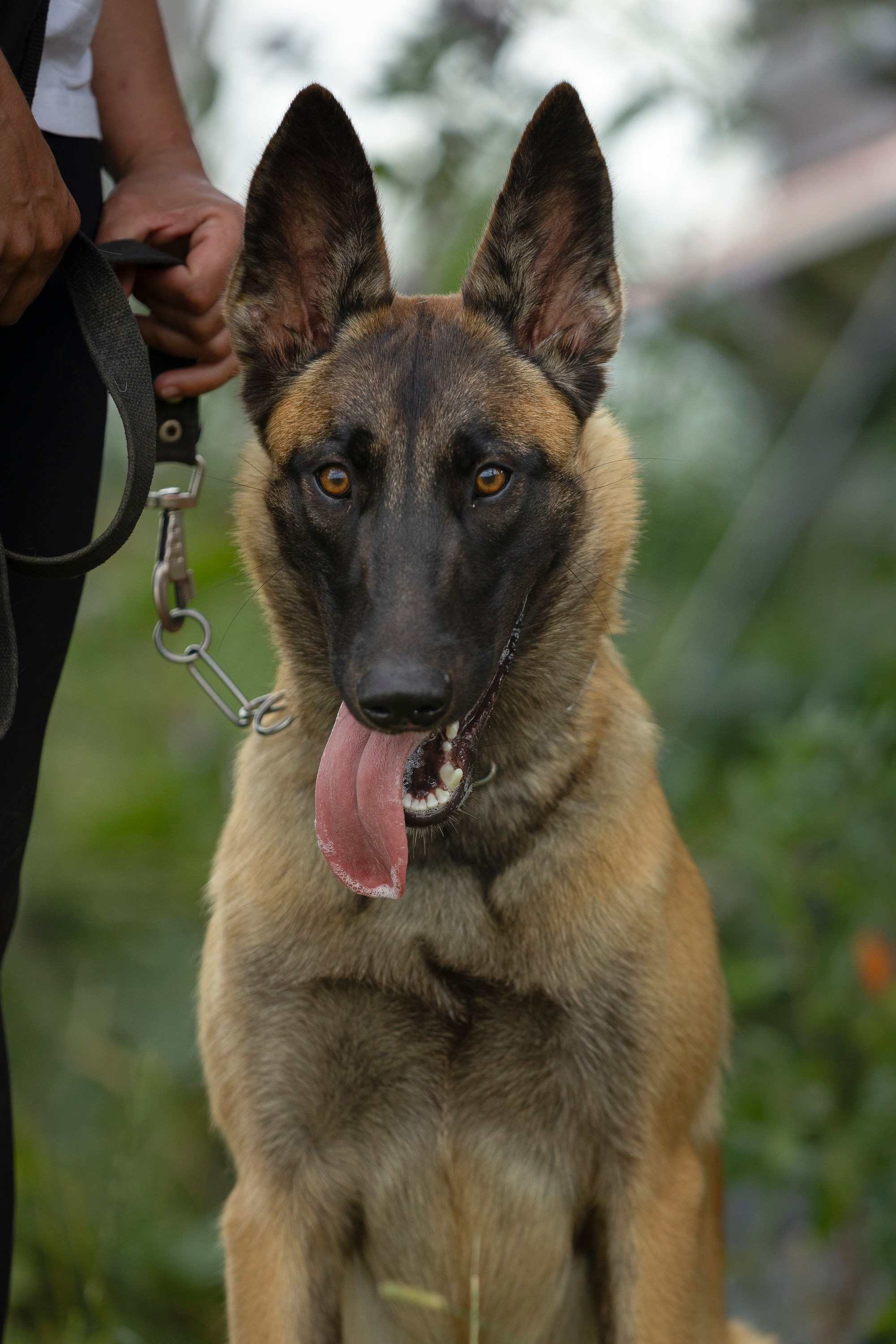 ЗКС. Фотограф анималист, семейный фотограф, фотограф собак Комратова Мария. г. Москва