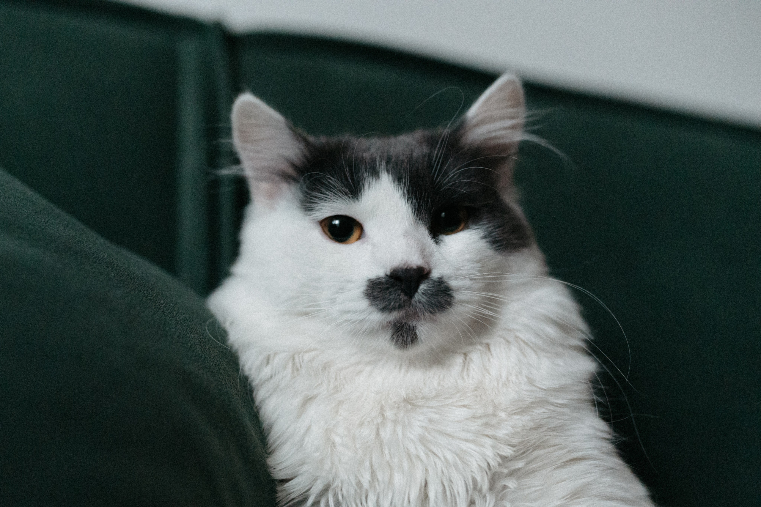 Оля и её меховая банда. Фотограф анималист в Москве Ольга Агушева