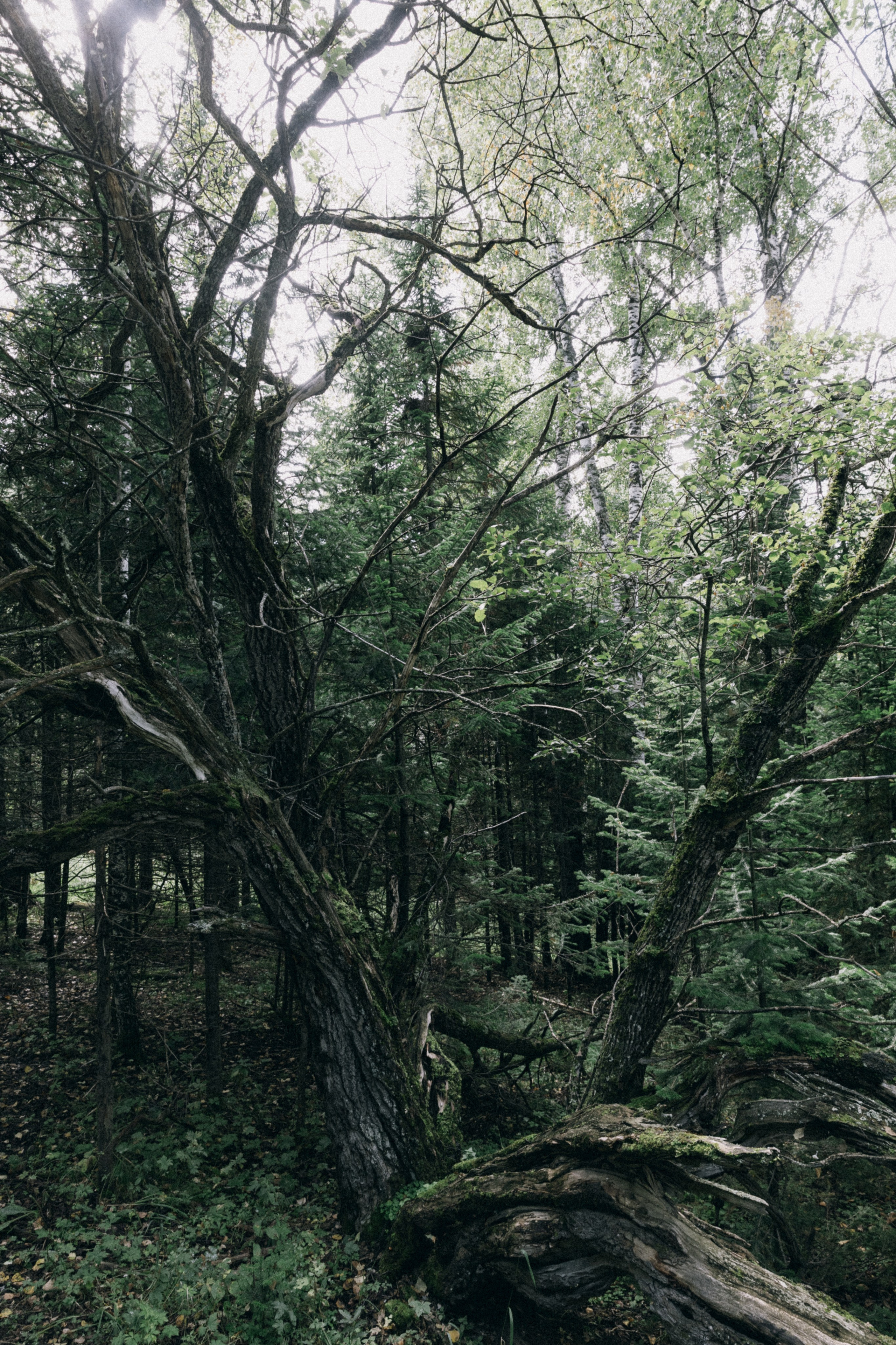 Алтай, природа и эстетика. Александр Чернин. Семейный и событийный фотограф