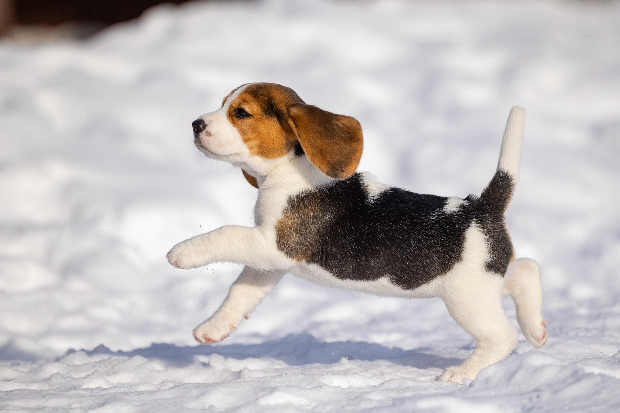 Фотосъёмки щенков. Фотограф-анималист Natalia Deingel | Фотосъемка собак в Москве
