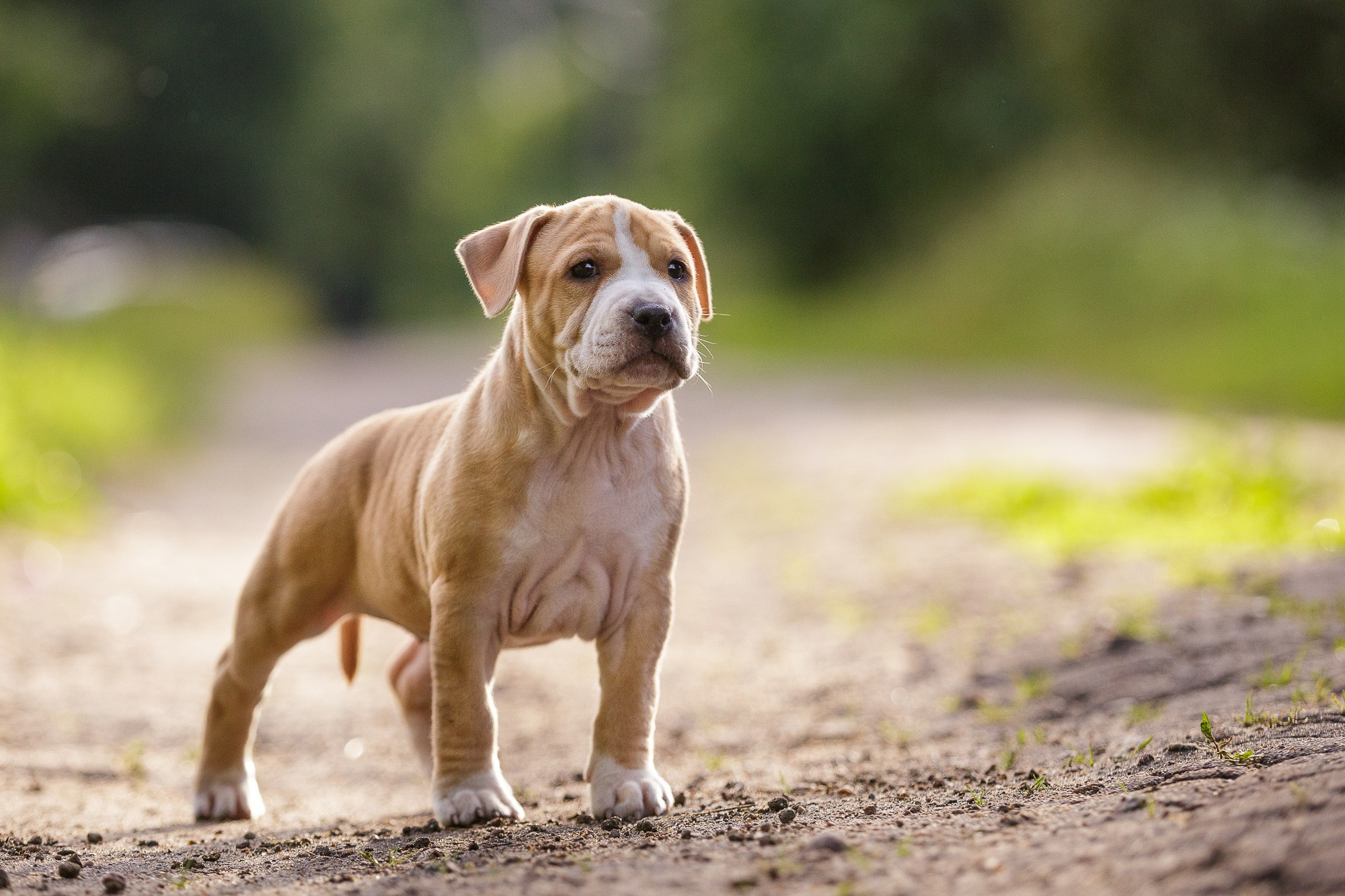 Фотосъёмки щенков. Фотограф-анималист Natalia Deingel | Фотосъемка собак в Москве