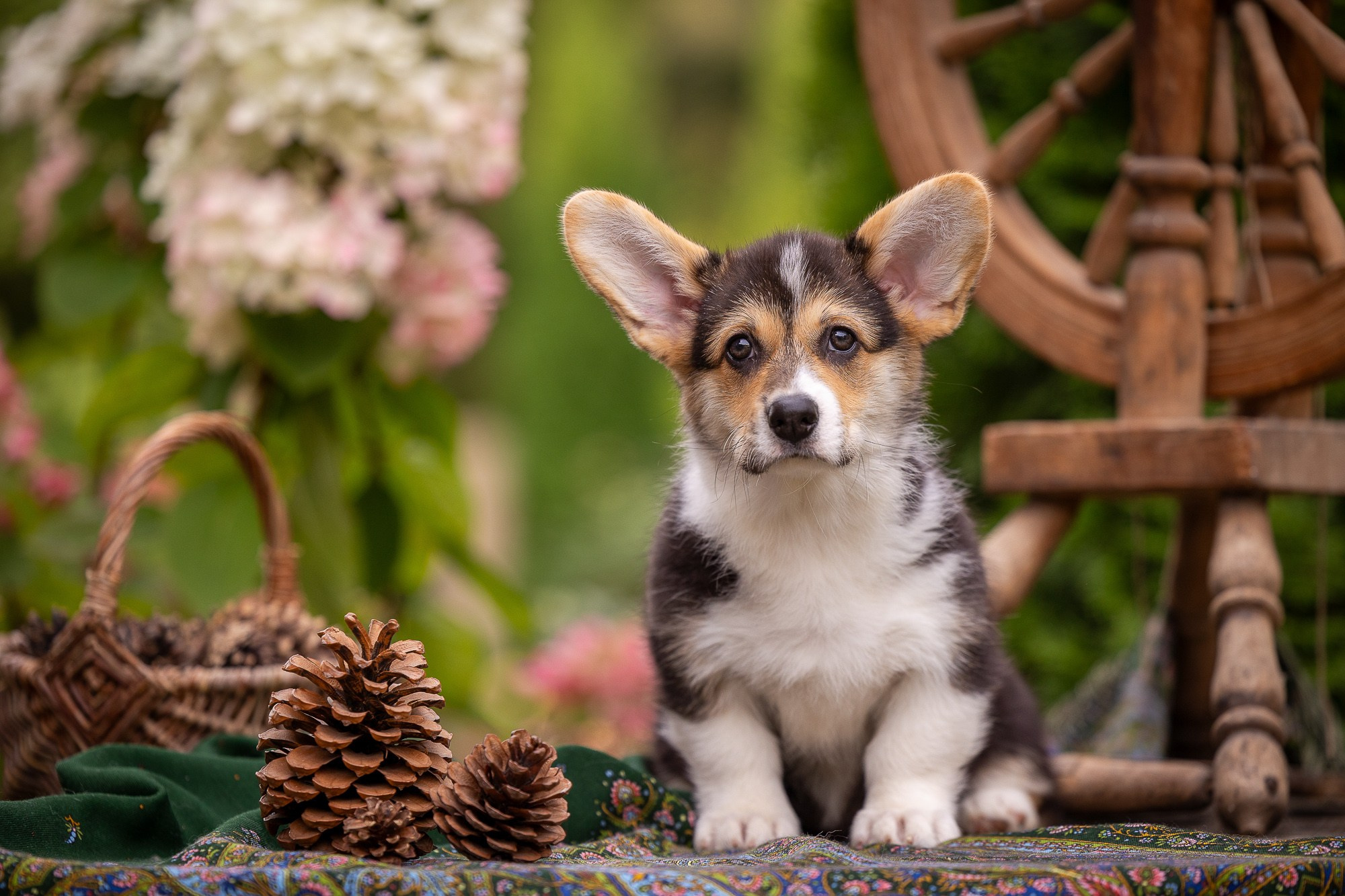 Фотосъёмки щенков. Фотограф-анималист Natalia Deingel | Фотосъемка собак в Москве