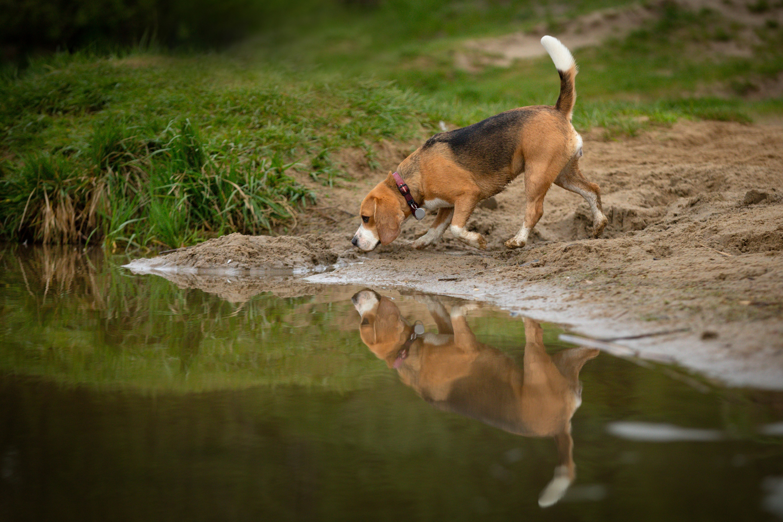 Бигли питомника КрисМэлл. Фотограф-анималист Natalia Deingel | Фотосъемка собак в Москве