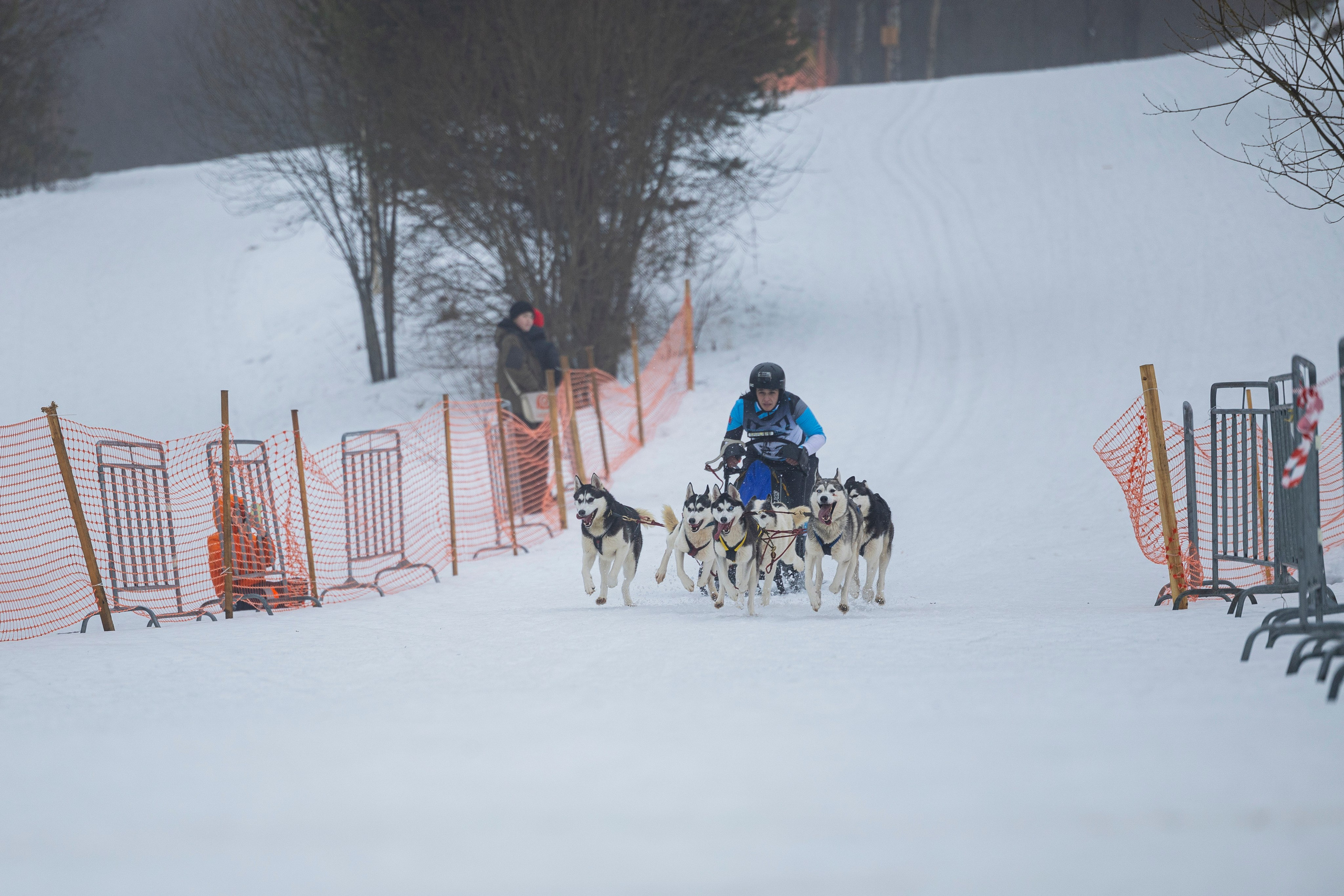 Зимний Чемпионат Санкт-Петербурга по ездовому спорту. Фотограф-анималист Анна Маринич