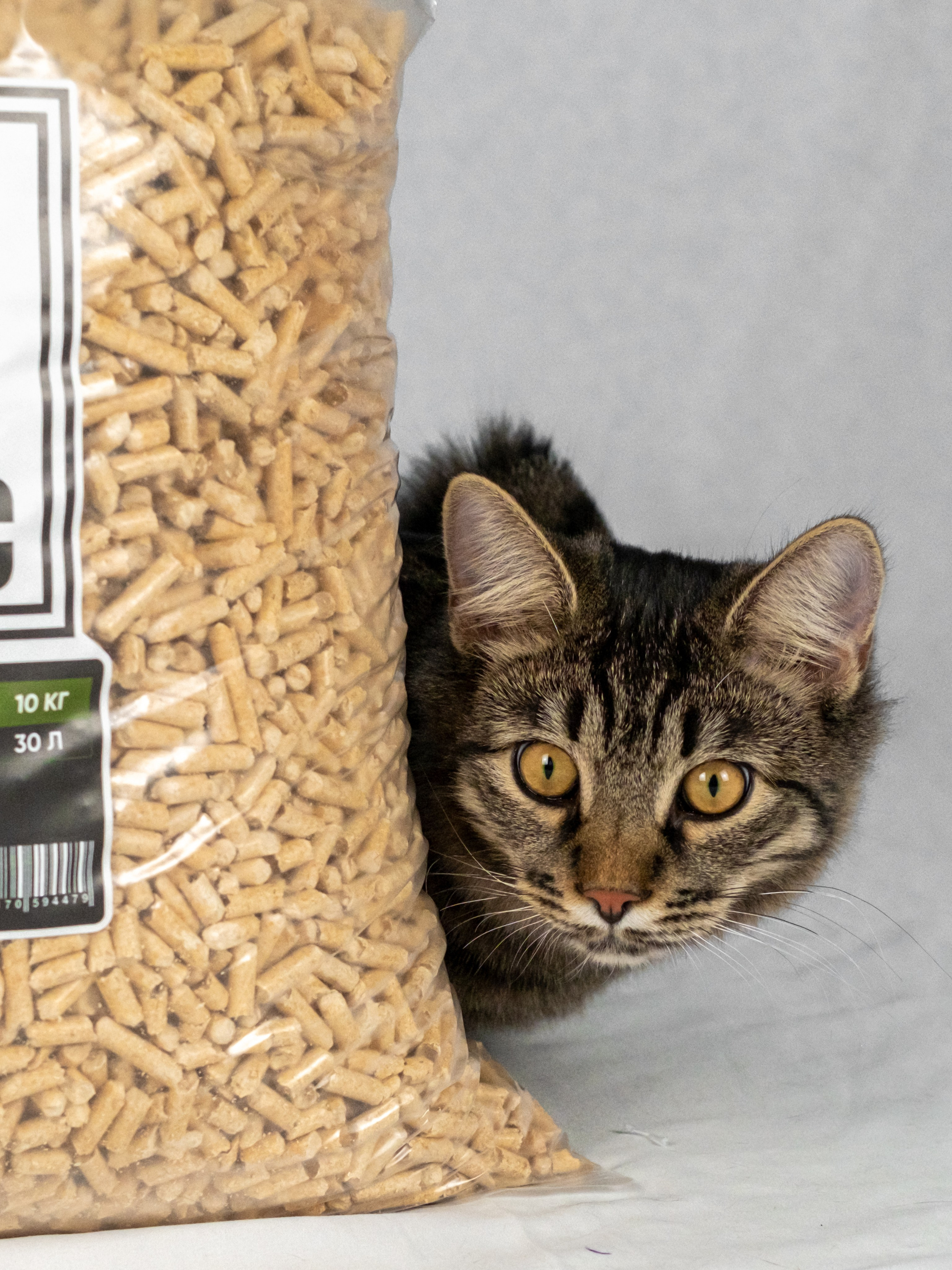 Древесный наполнитель для кошек, для Анастасии!. Зоофотограф, фотограф животных в Москве и области Дина Дамоцева