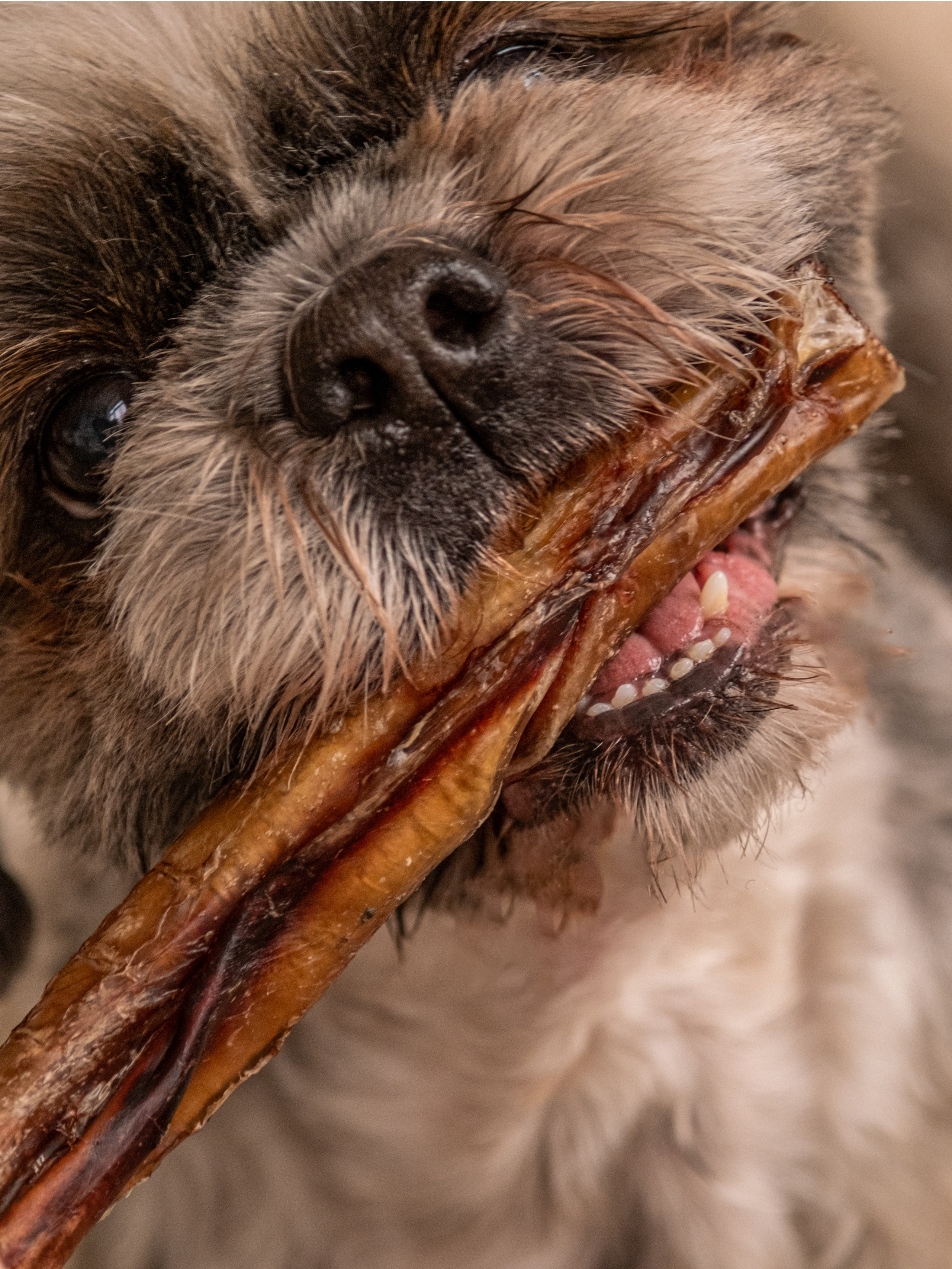 Съёмка для рекламной кампании лакомств для собак (для Григория)!. Зоофотограф, фотограф животных в Москве и области Дина Дамоцева