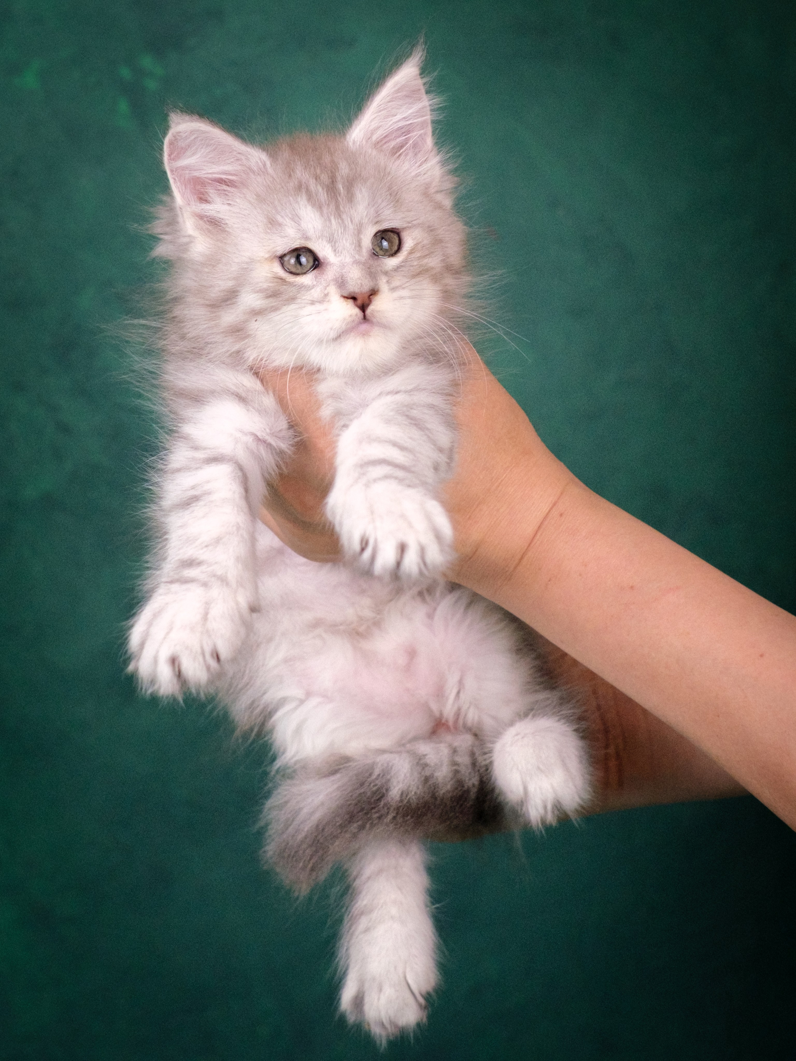 Мейн-куны для Анастасии. Зоофотограф, фотограф животных в Москве и области Дина Дамоцева