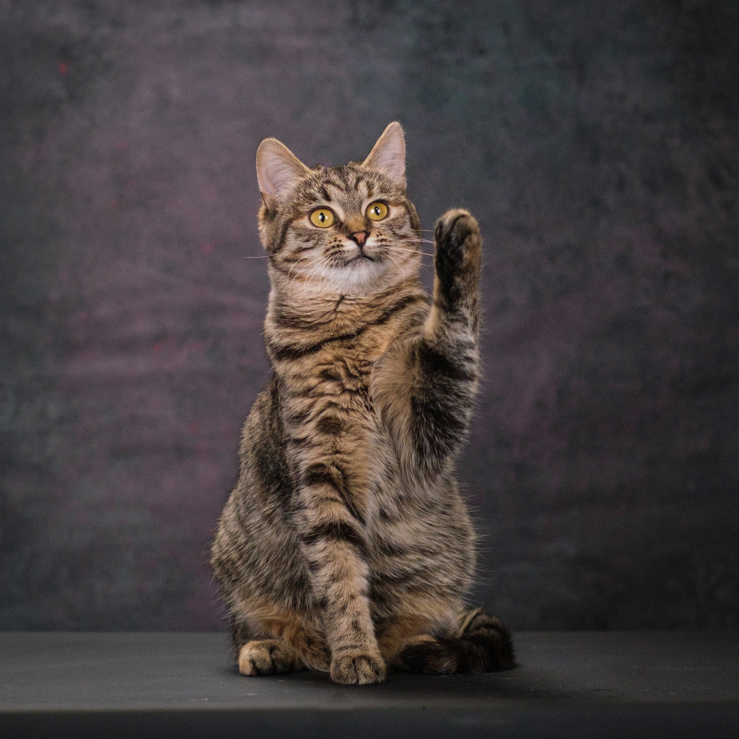 Котики Мурмурии). Зоофотограф, фотограф животных в Москве и области Дина Дамоцева