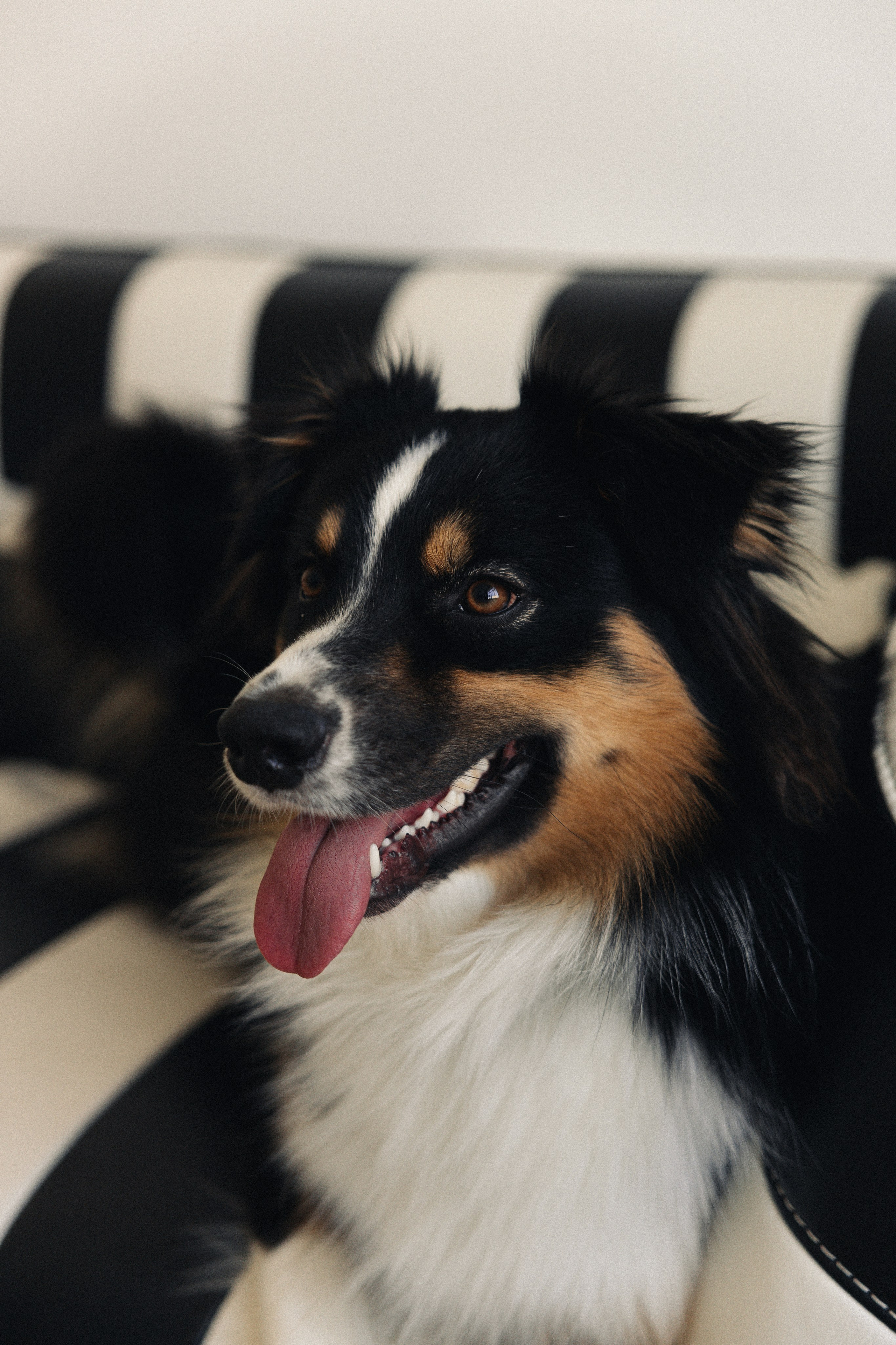 Любовь и хвост. Майорова Валерия Фотограф Ставрополь