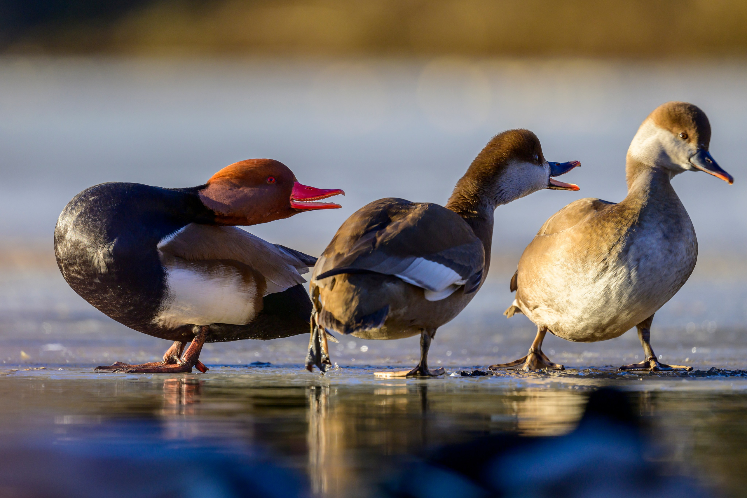 Нырки. Pochards. Фотограф Сергей Пупонин