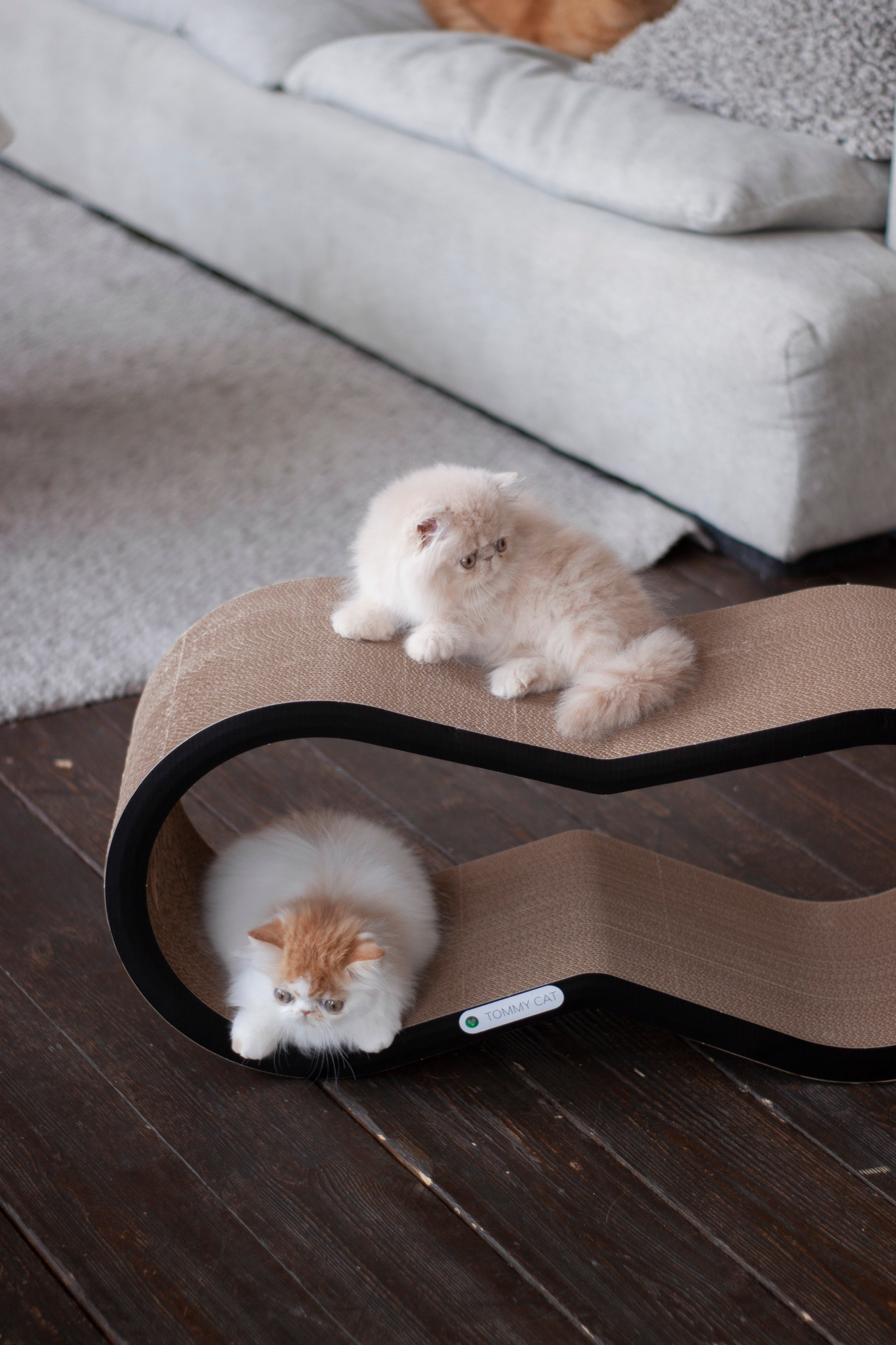 Работа с Tommy cat. Oksan_photo