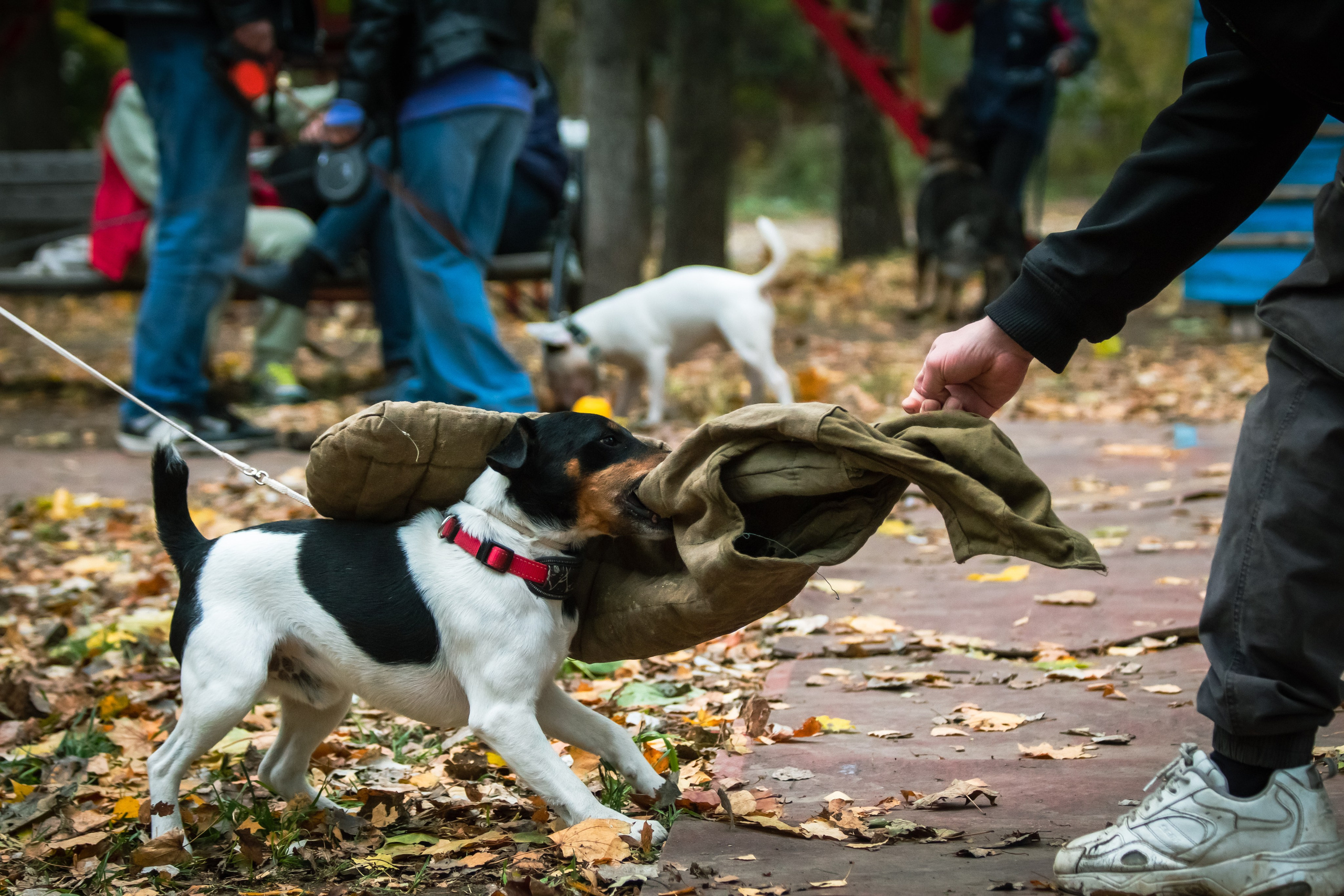 Костюмированный парад собак. Фотограф анималист — Тула, Москва