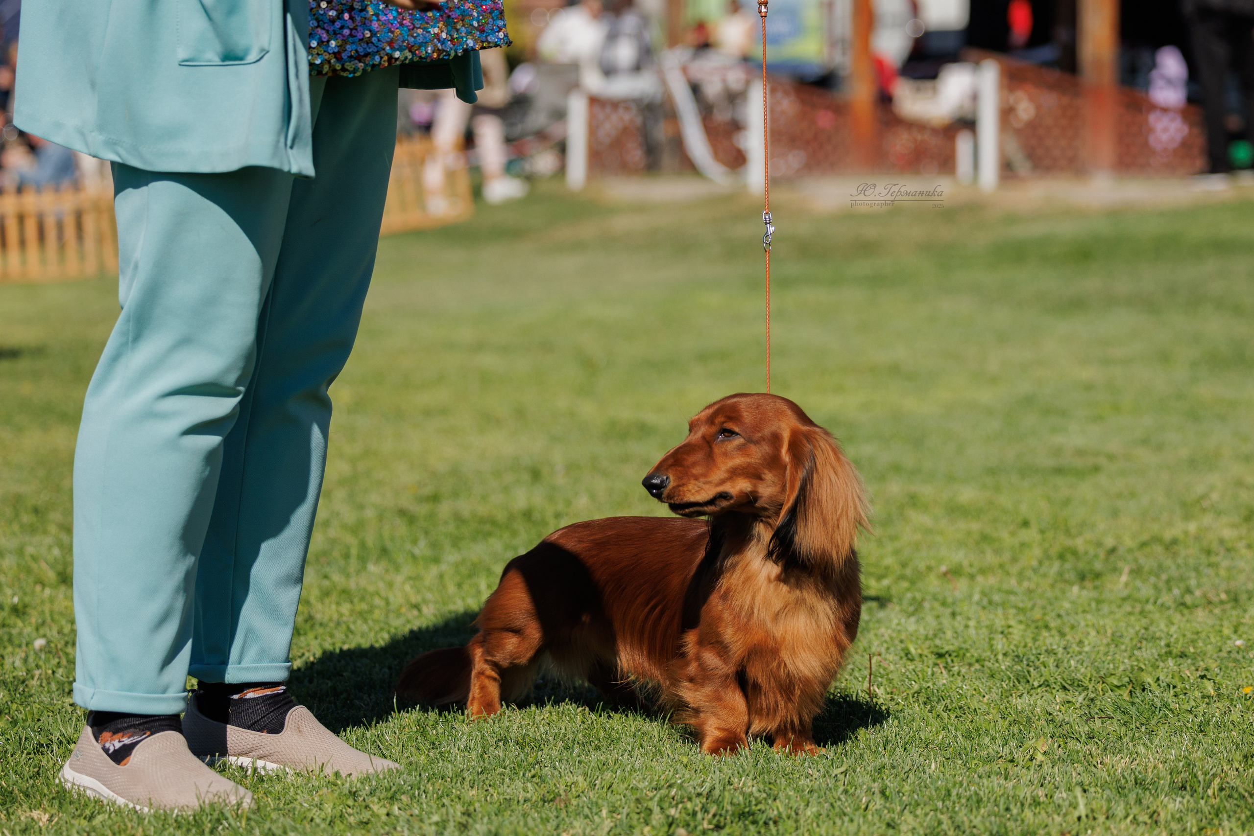 Ереван 14-16.10.2025. Фотограф-анималист Юлия Германика