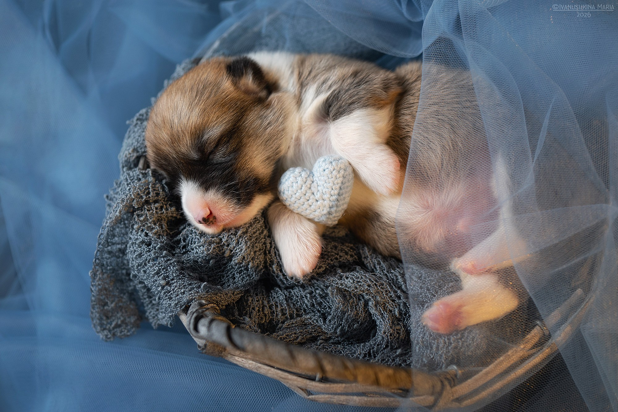 Ньюборн фотосессия щенков. Фотограф собак в Москве и Московской области Иванушкина Мария