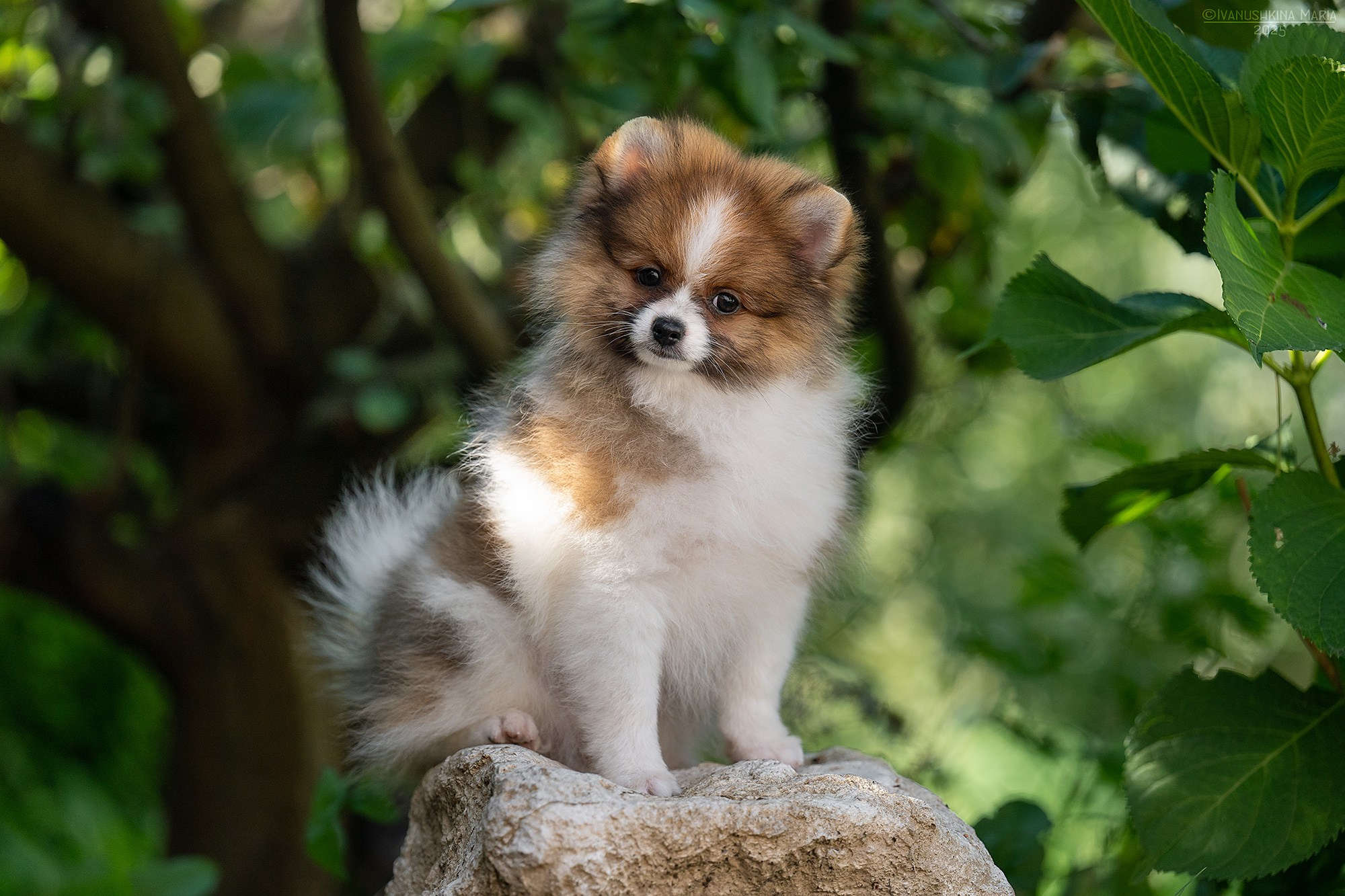 Фотосессия щенков на продажу. Фотограф собак в Москве и Московской области Иванушкина Мария