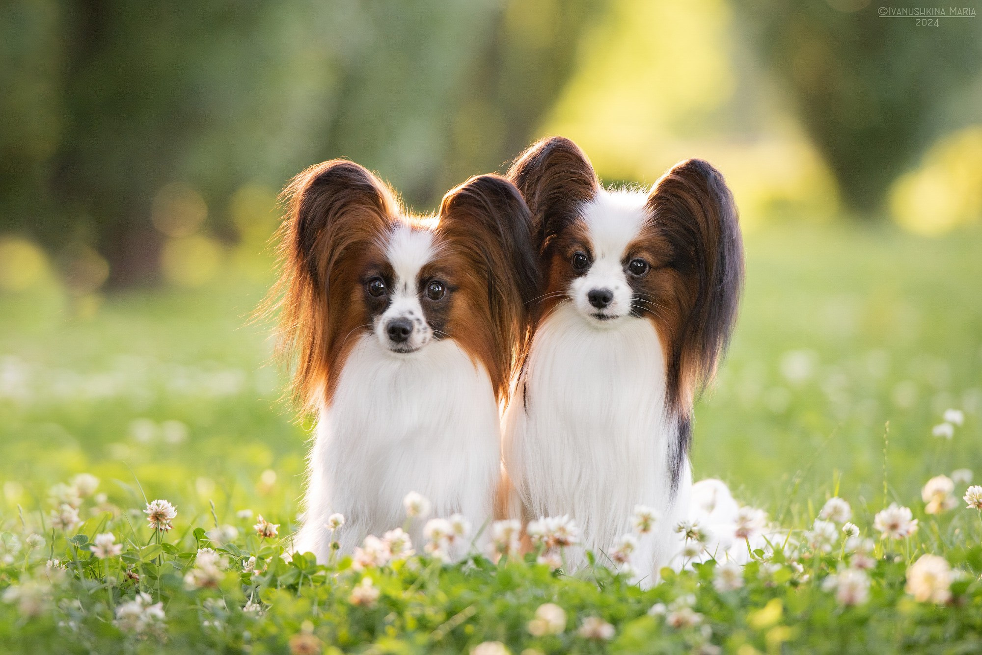 Фотограф-анималист. Фотограф собак в Москве и Московской области Иванушкина Мария