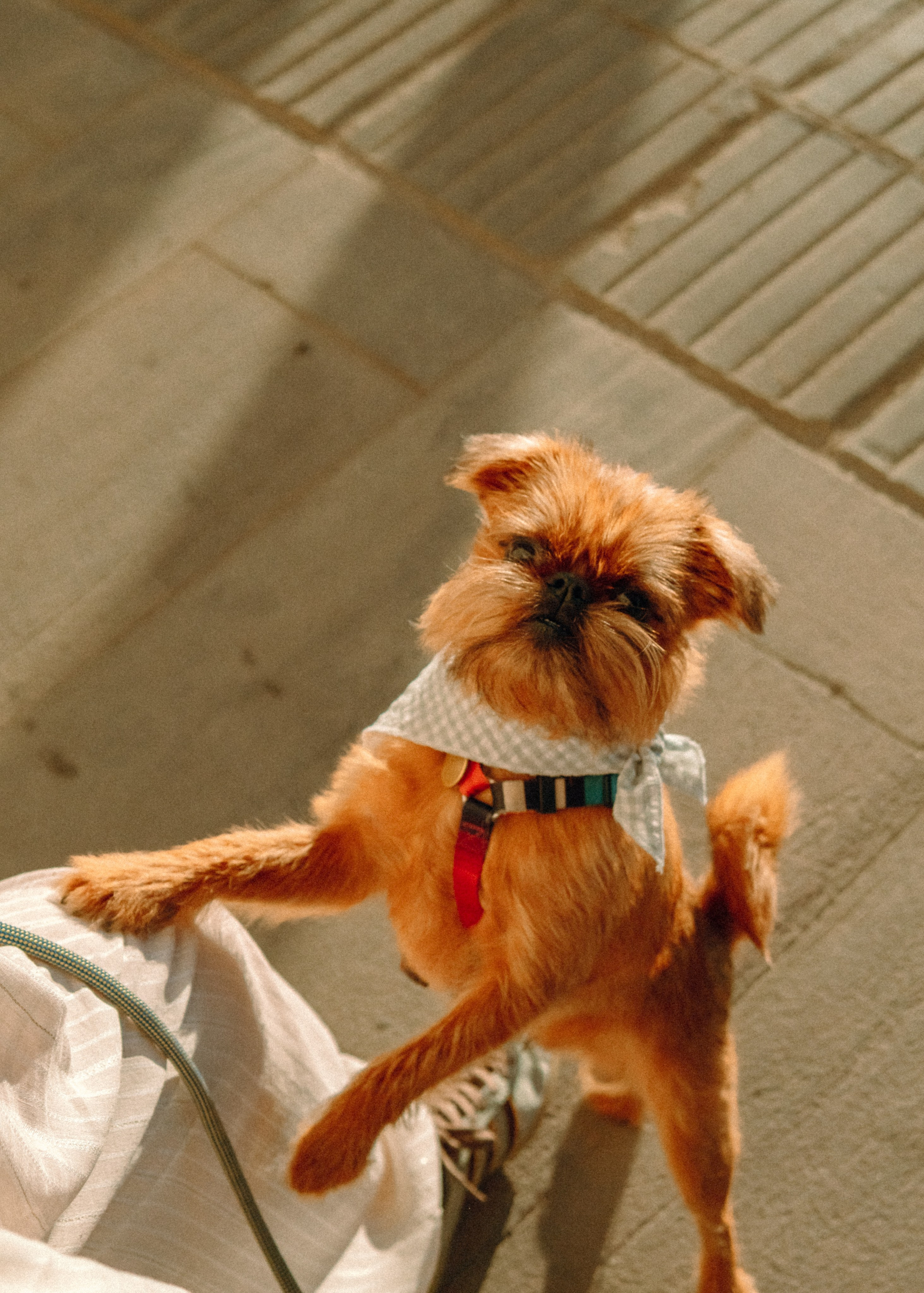Лена и Альфи. Фотограф-анималист Ксения Воробьева, Москва