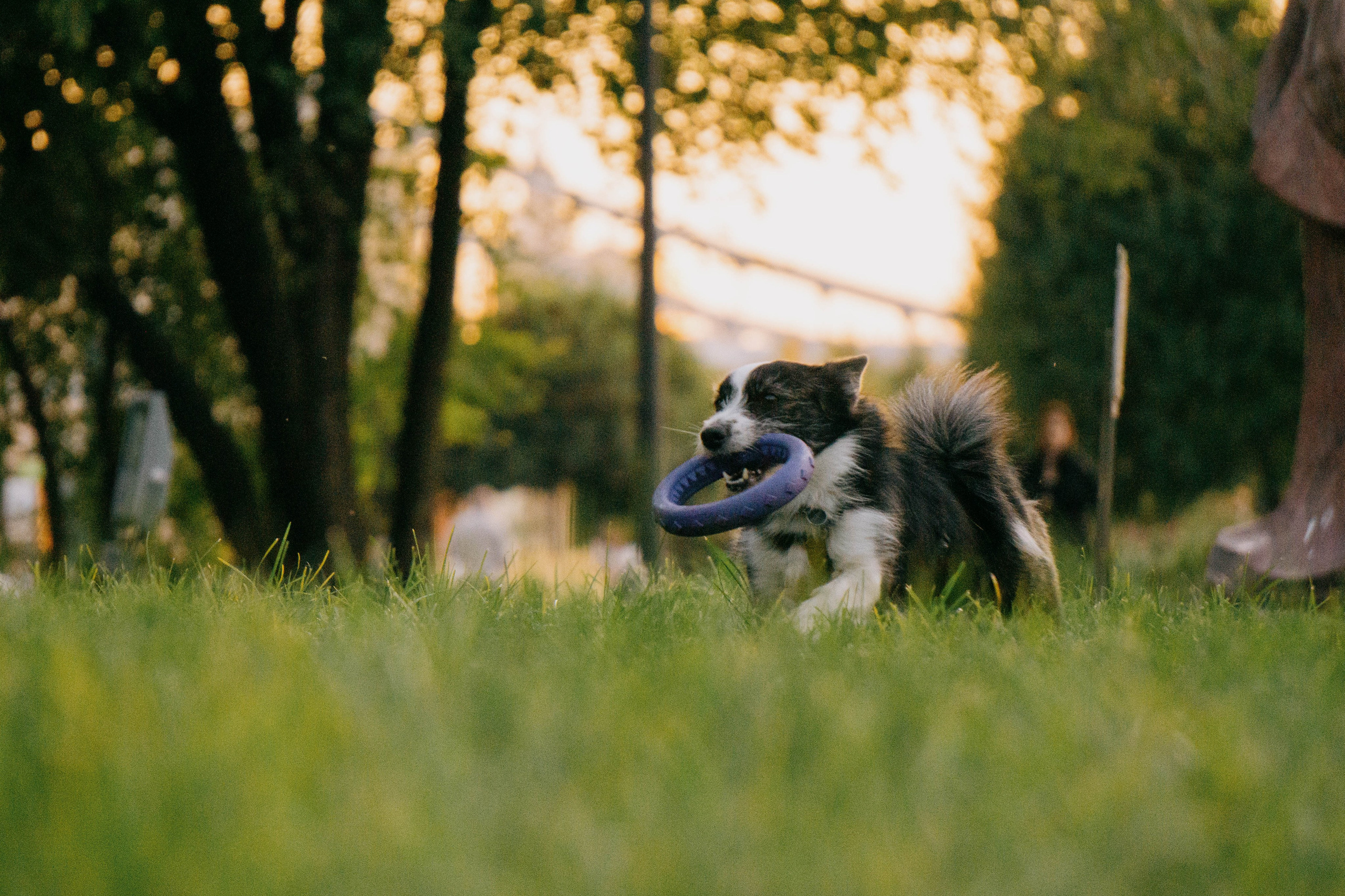 Даша и Тюбик. Фотограф-анималист Ксения Воробьева, Москва