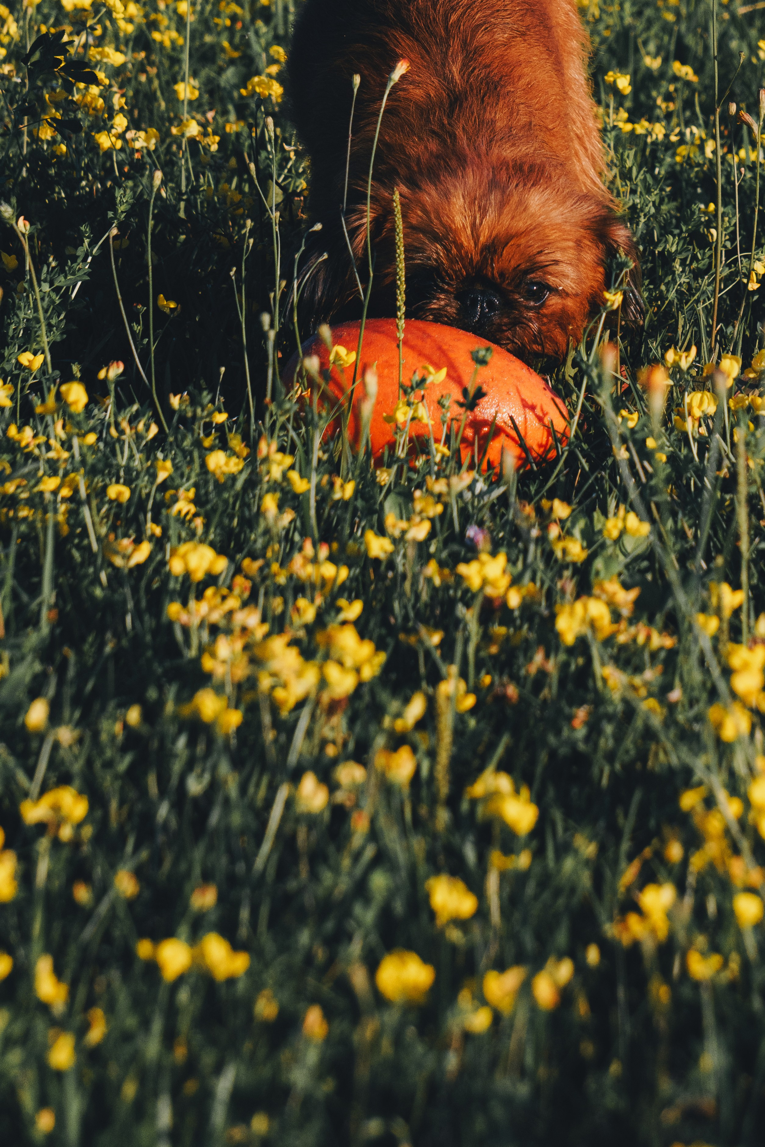 Катя и Яшма. Фотограф-анималист Ксения Воробьева, Москва