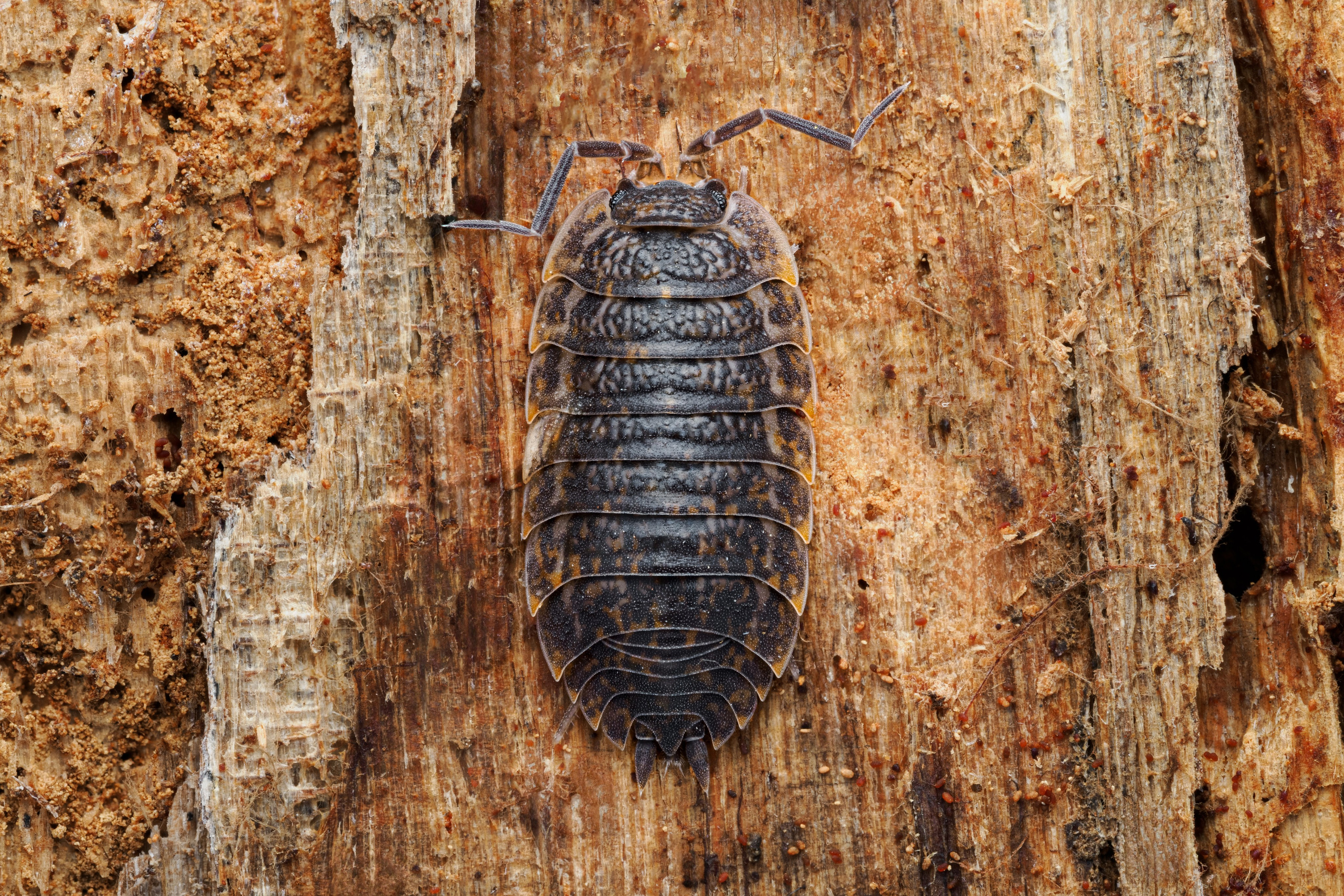 Обычная мокрица