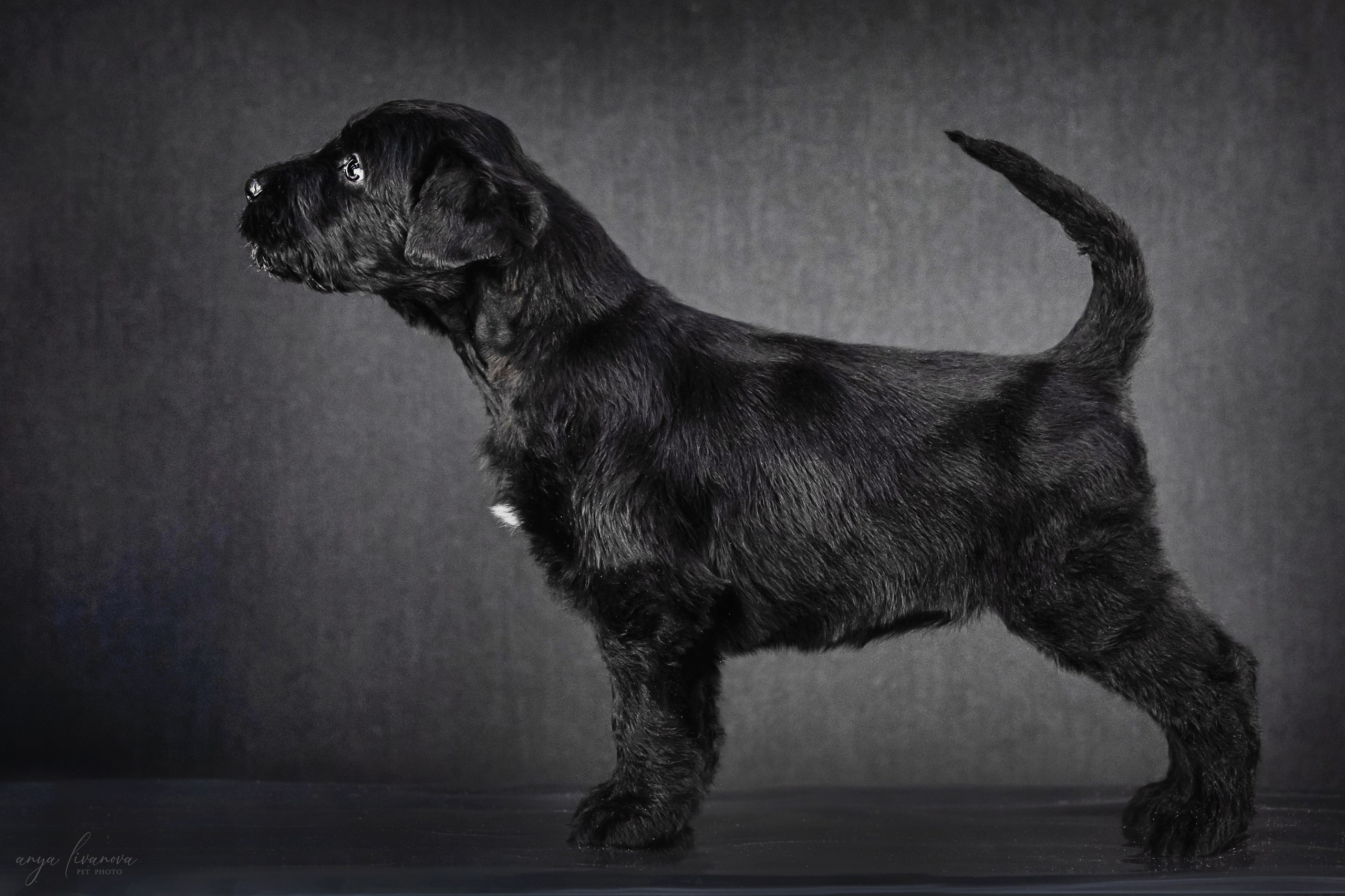 РЧТ. Фотограф анималист Аня Ливанова | Рыбинск