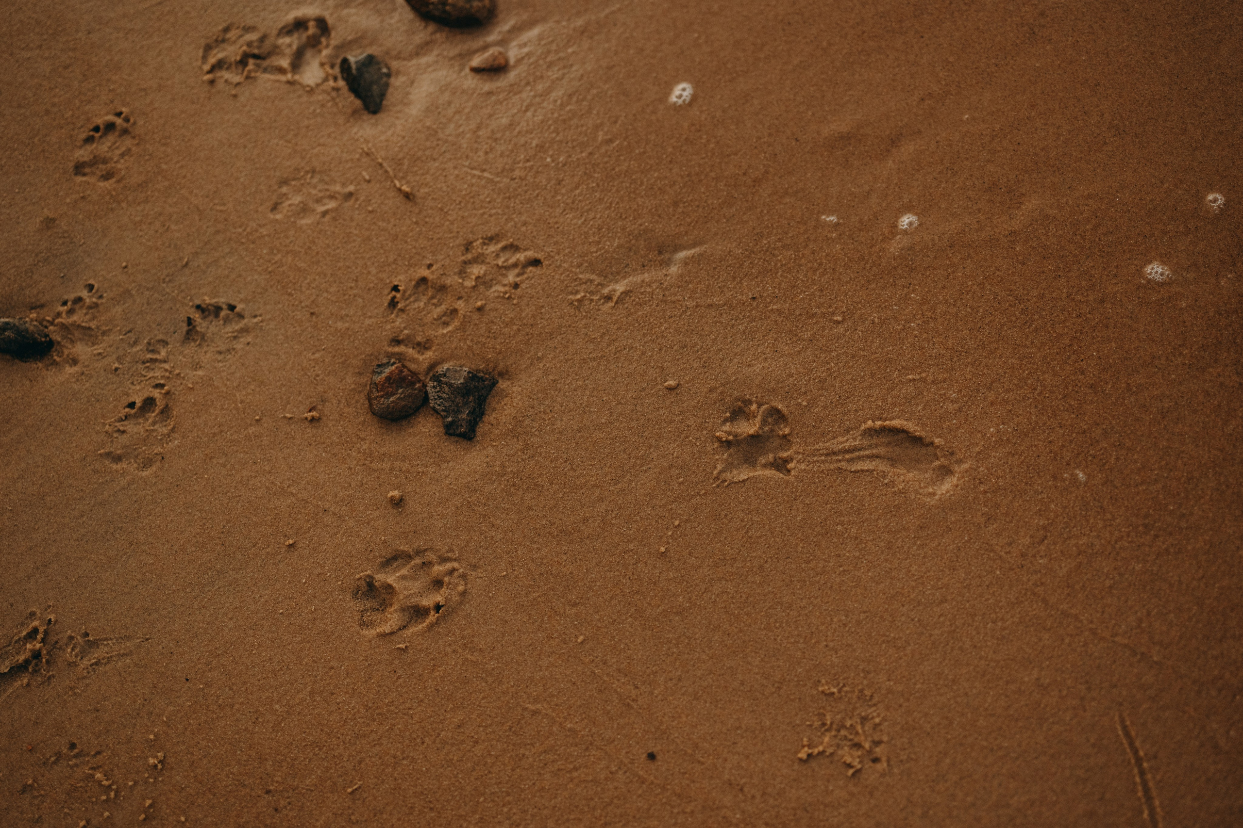 Лея и ее семья. Фотограф — Анималист | Санкт-Петербург